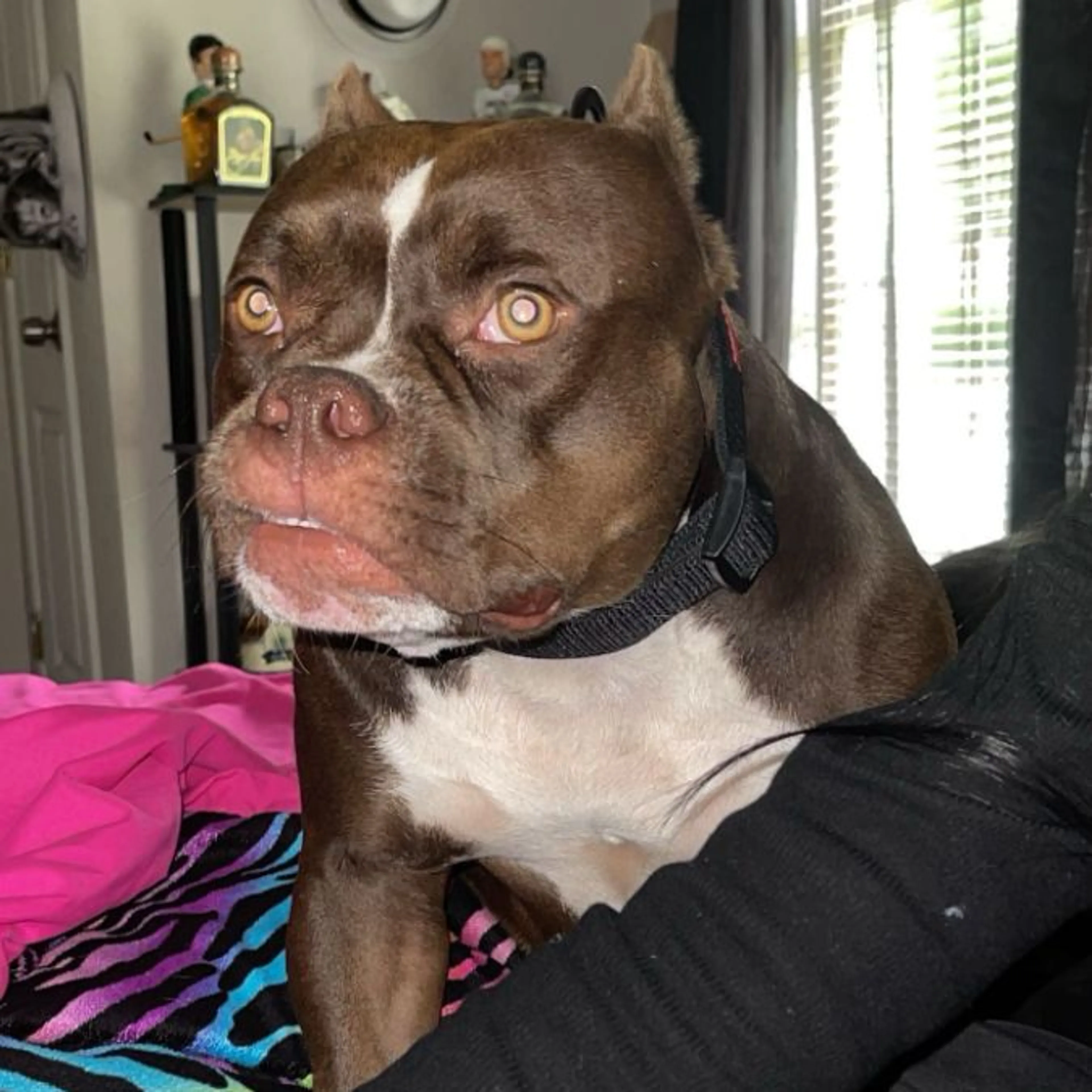 Lost pet