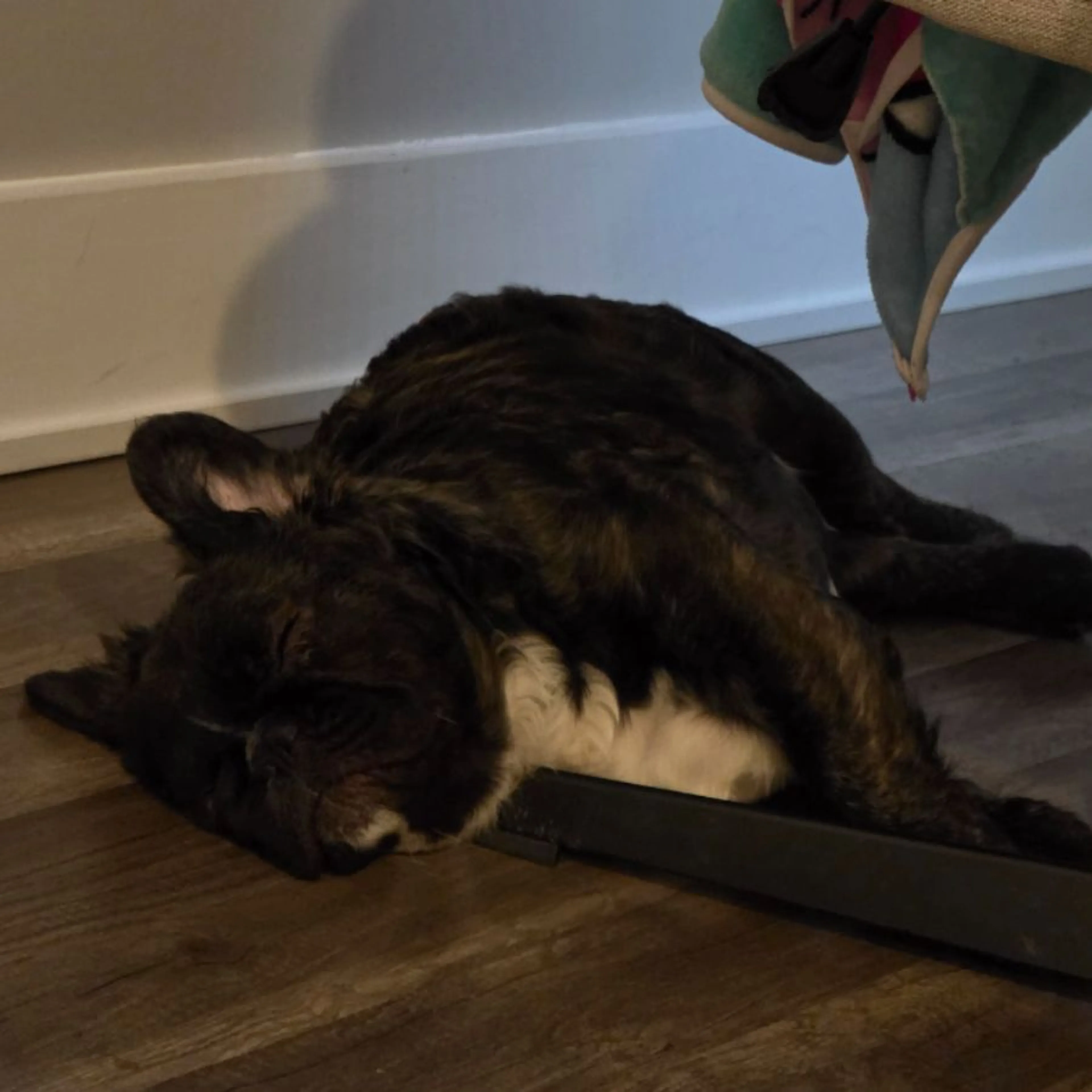 Lost pet