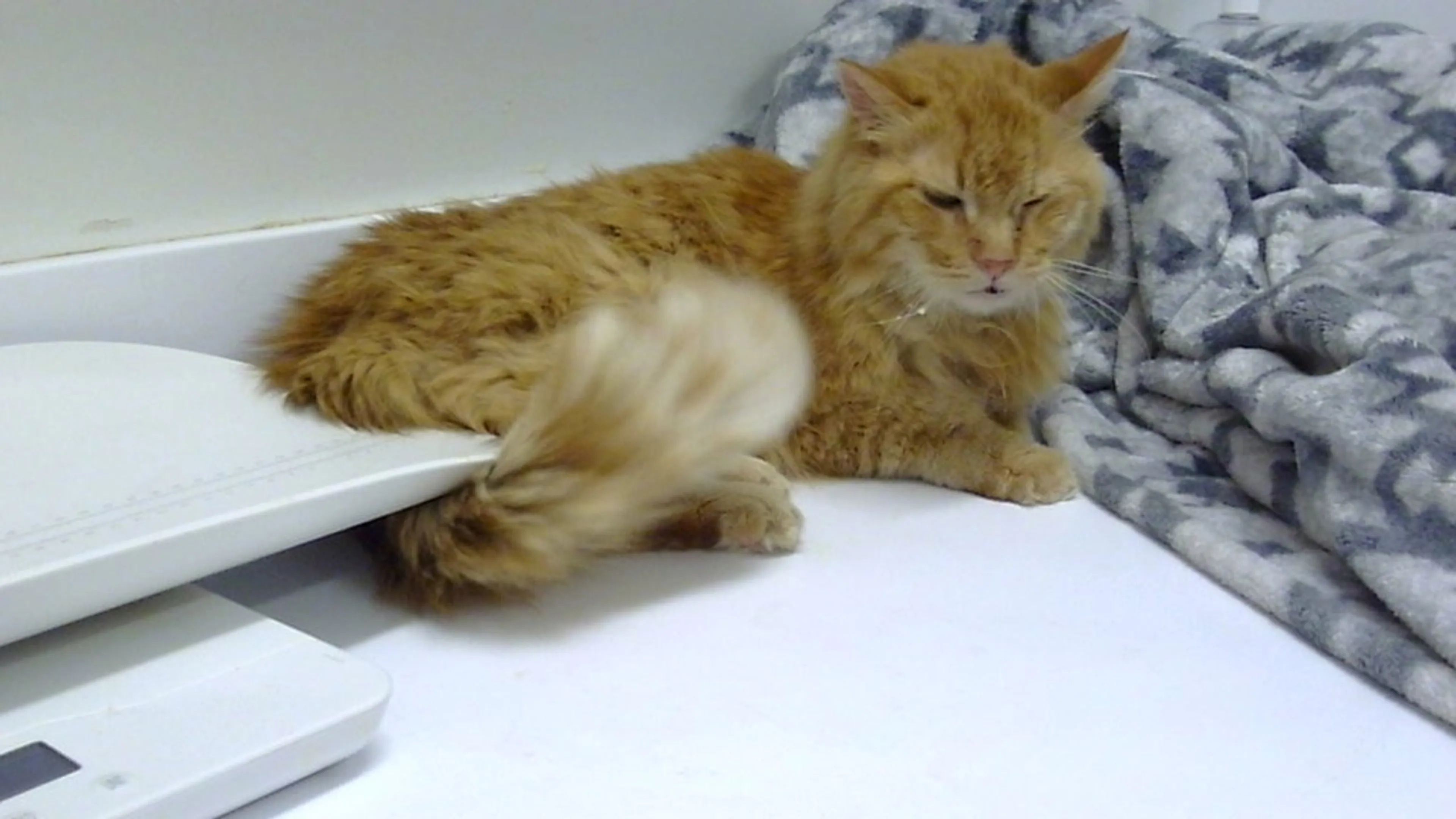Found pet-3
