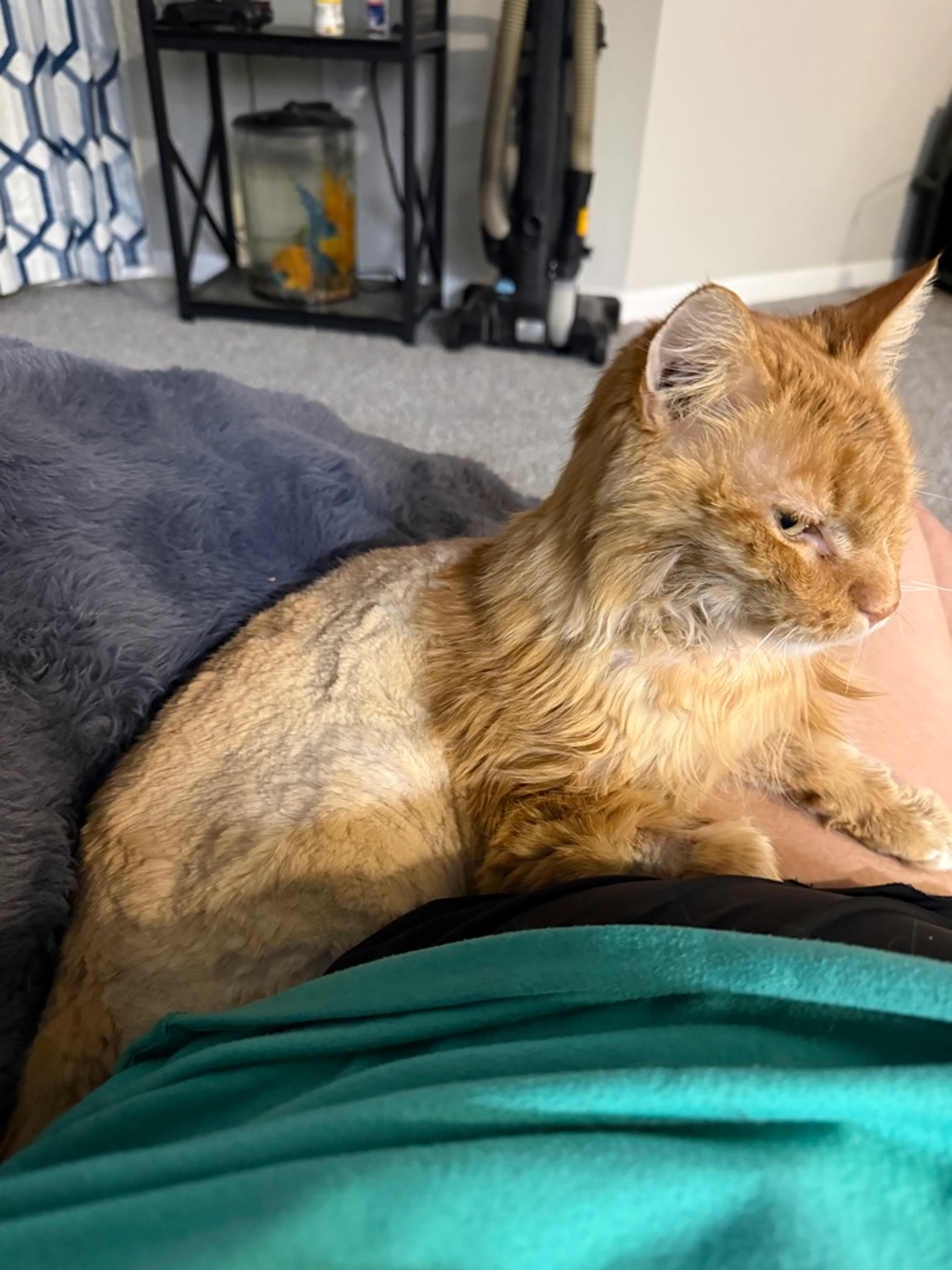 Found pet-1