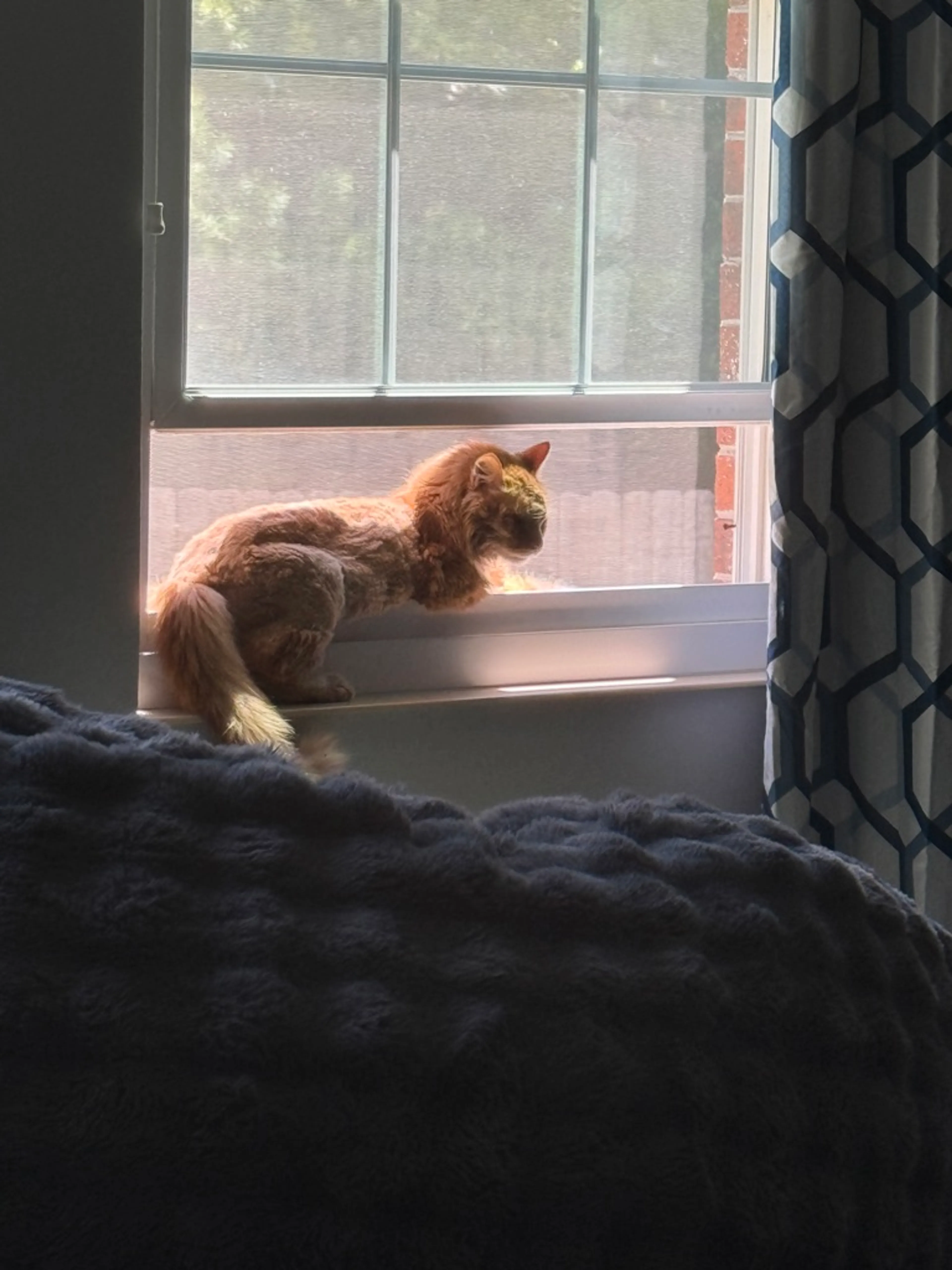 Found pet-0