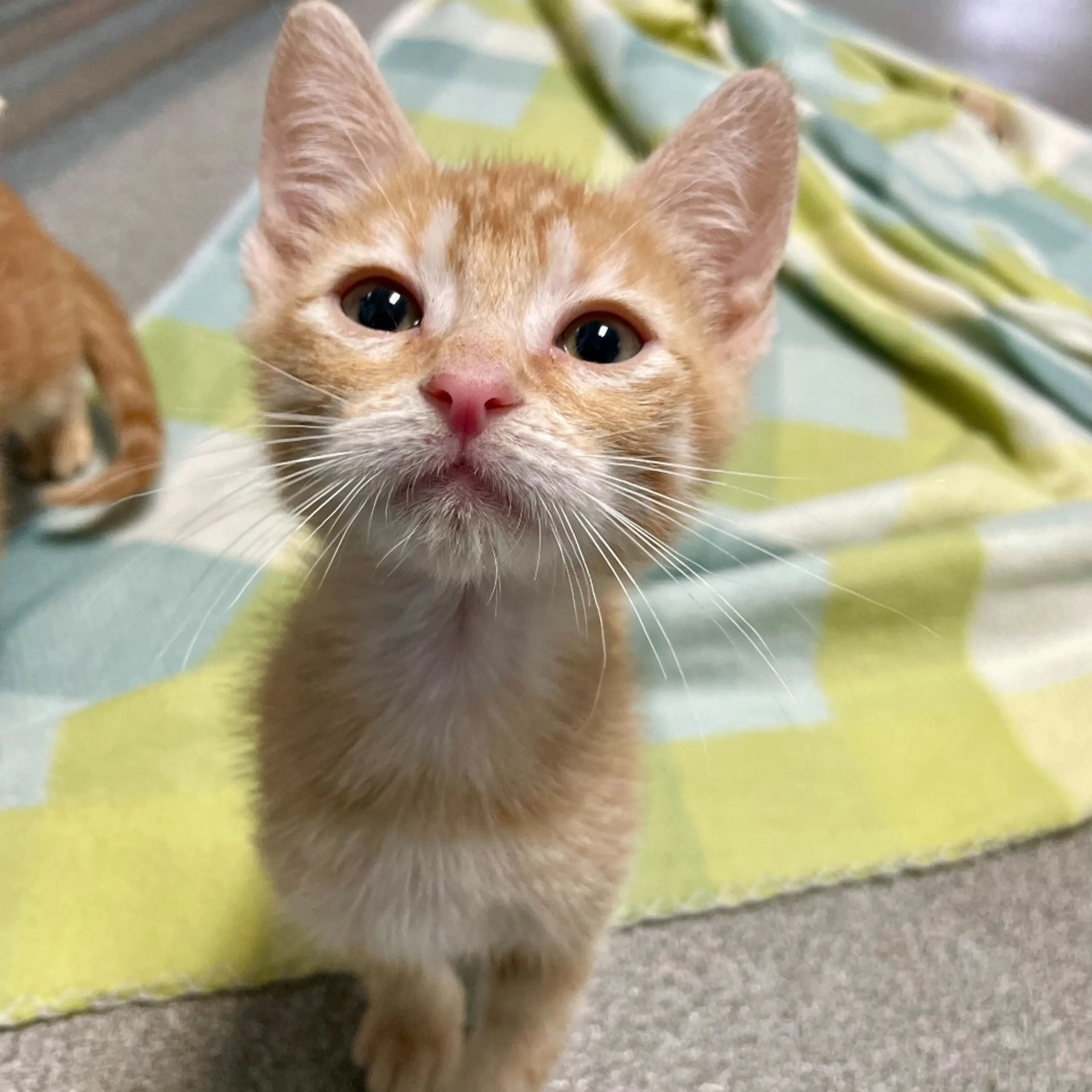 Found pet-1