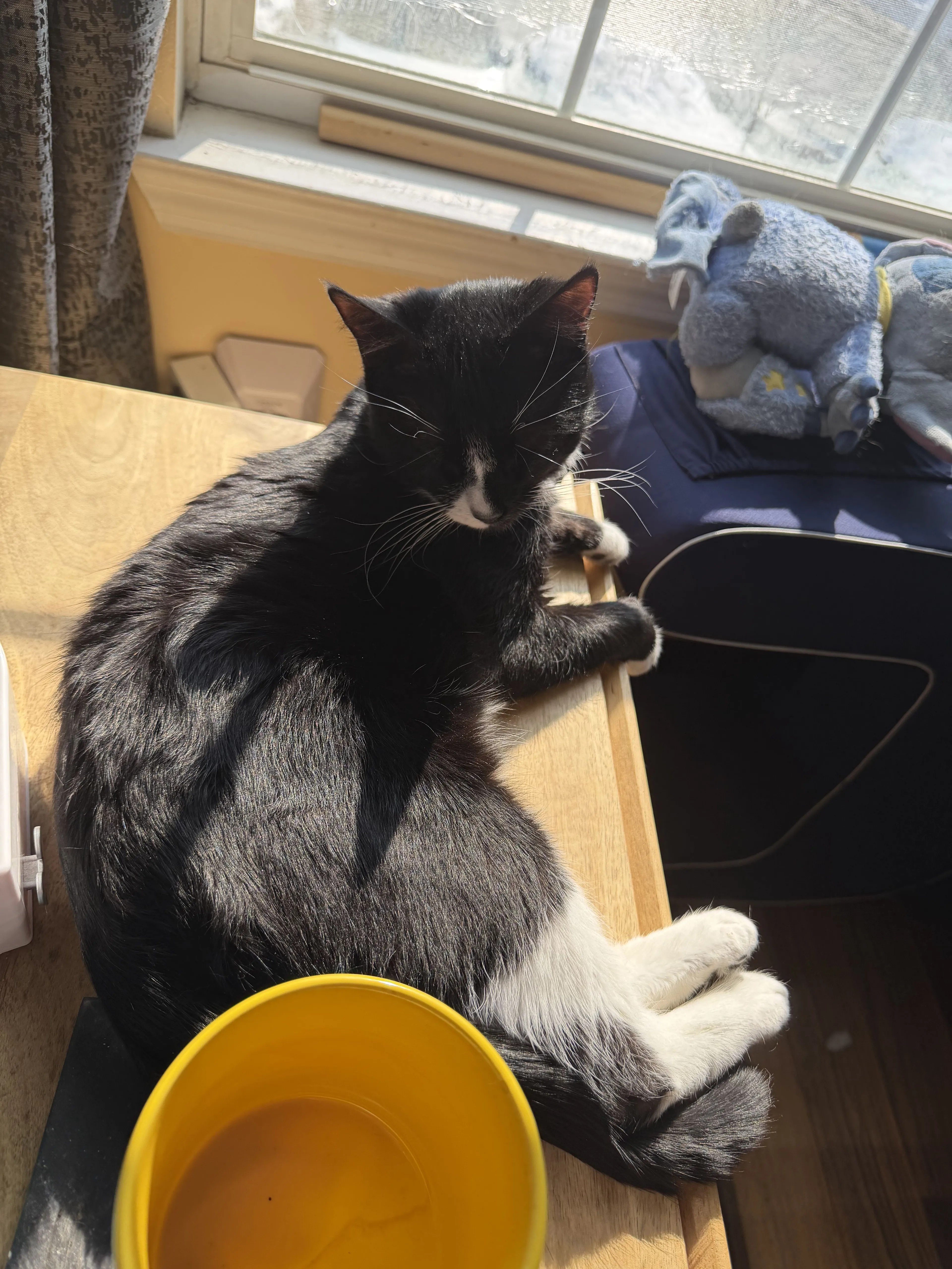 Lost pet-0