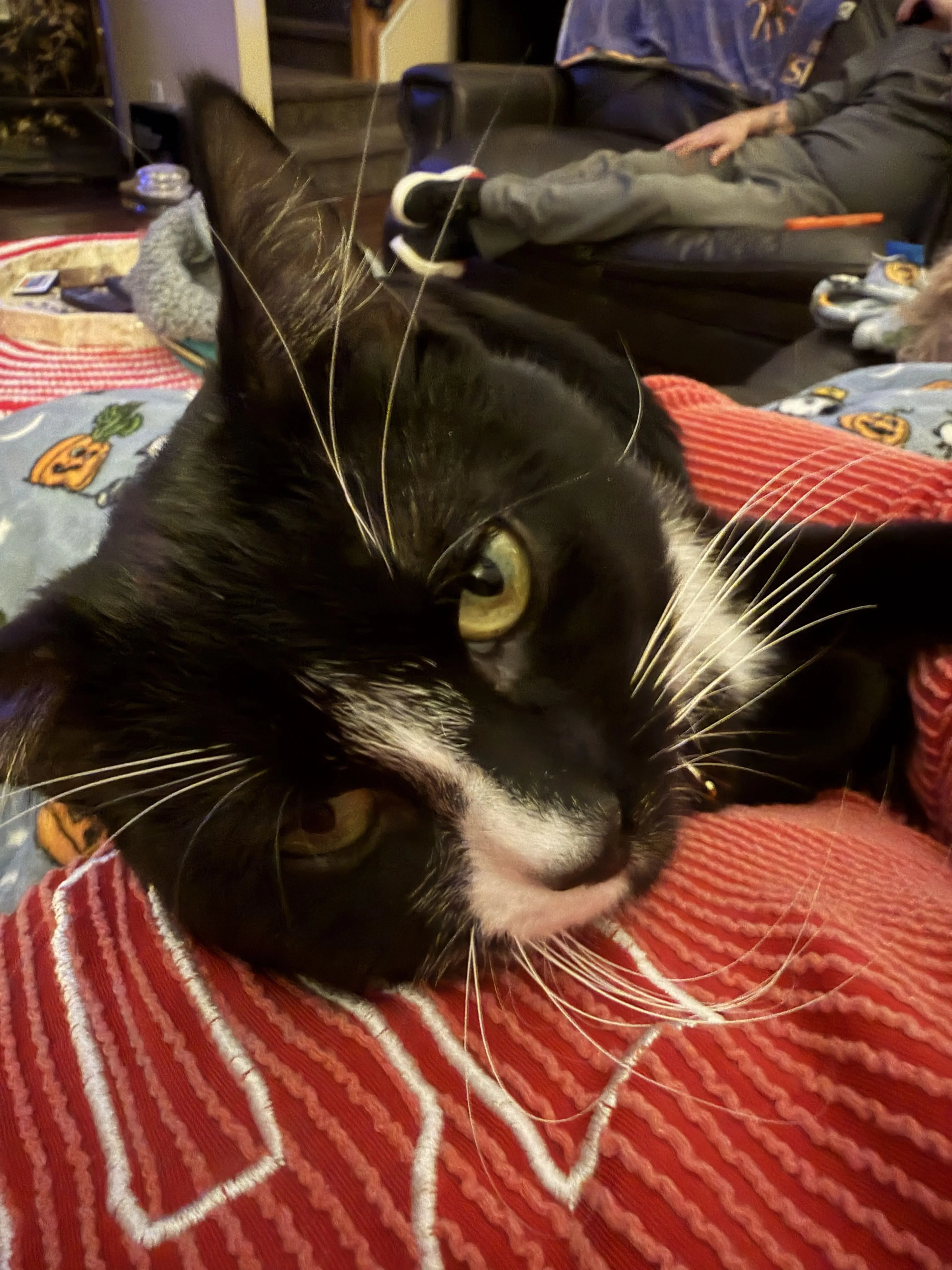 Lost pet-1