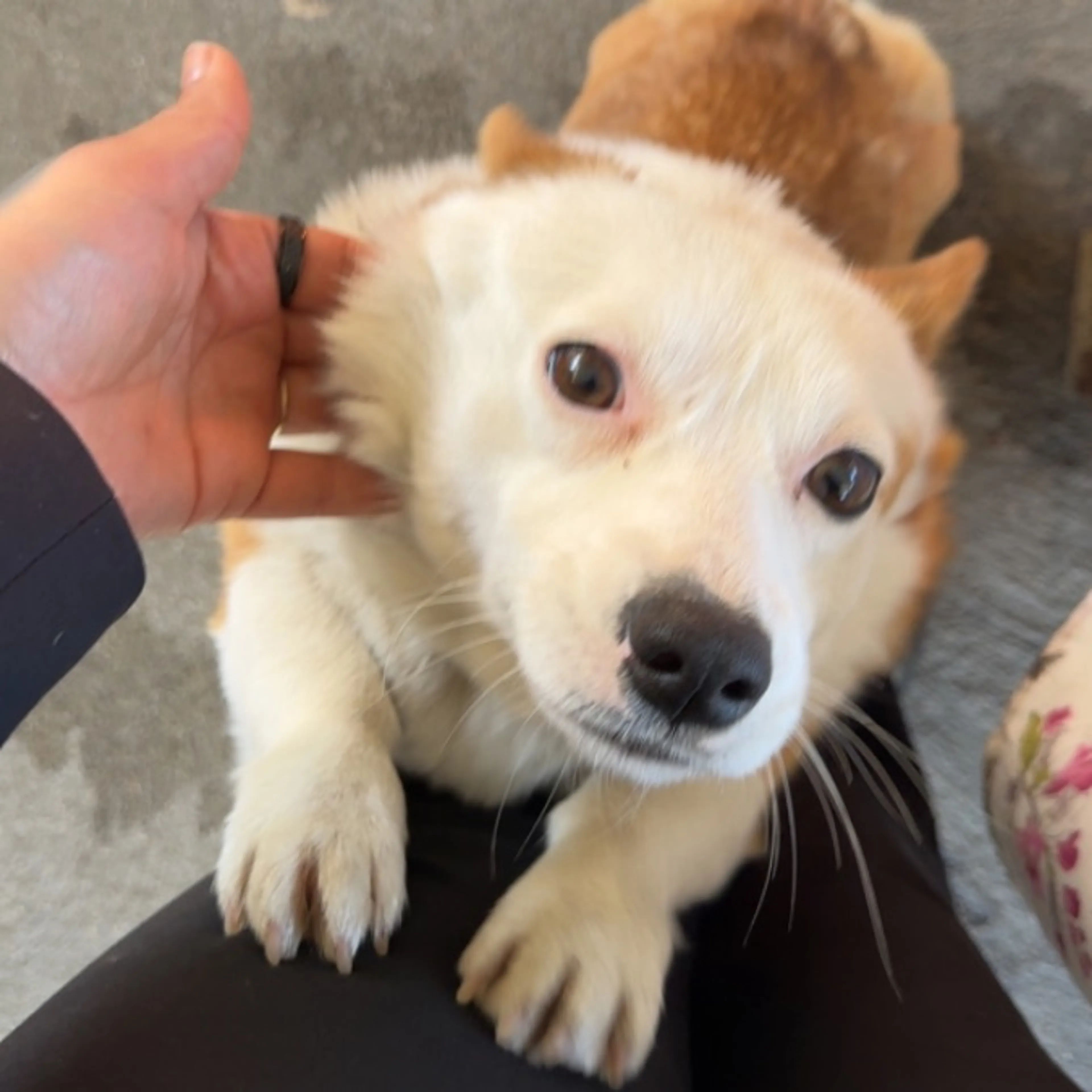 Lost pet-0