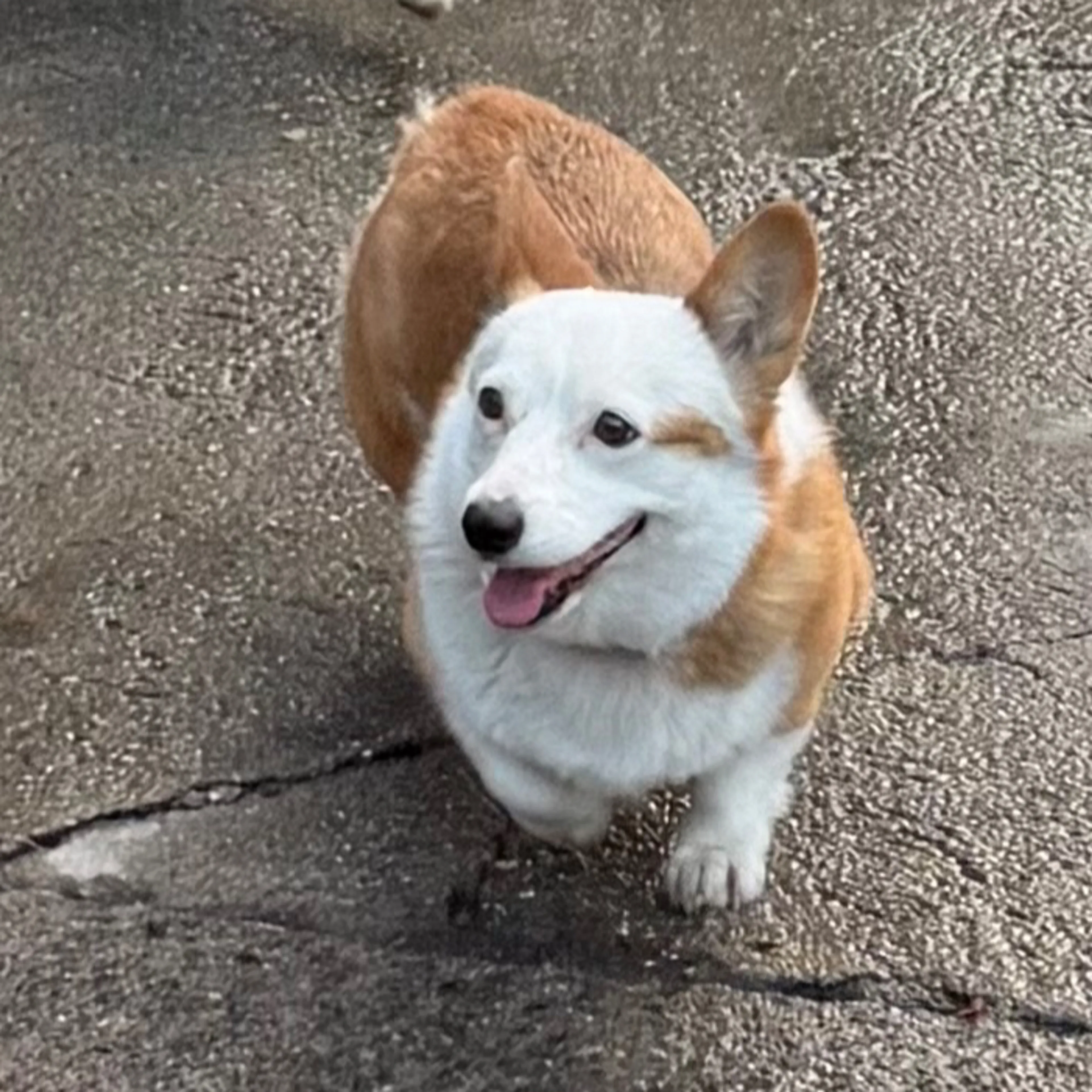Lost pet-1