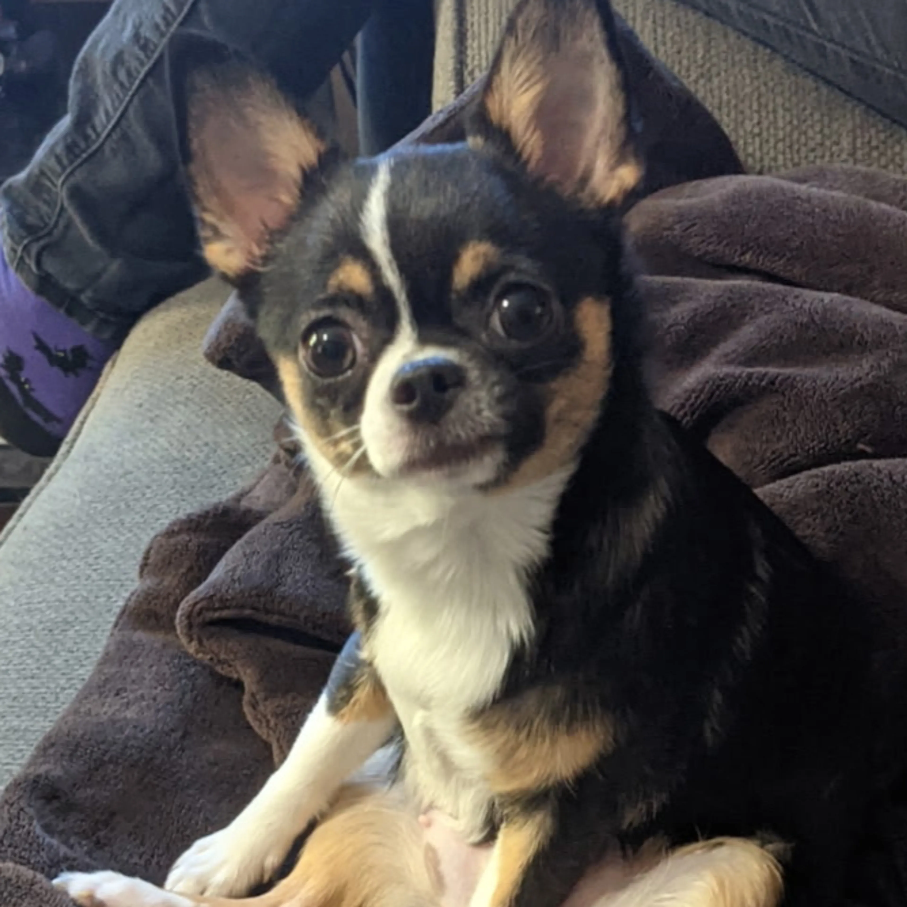 Lost pet-2