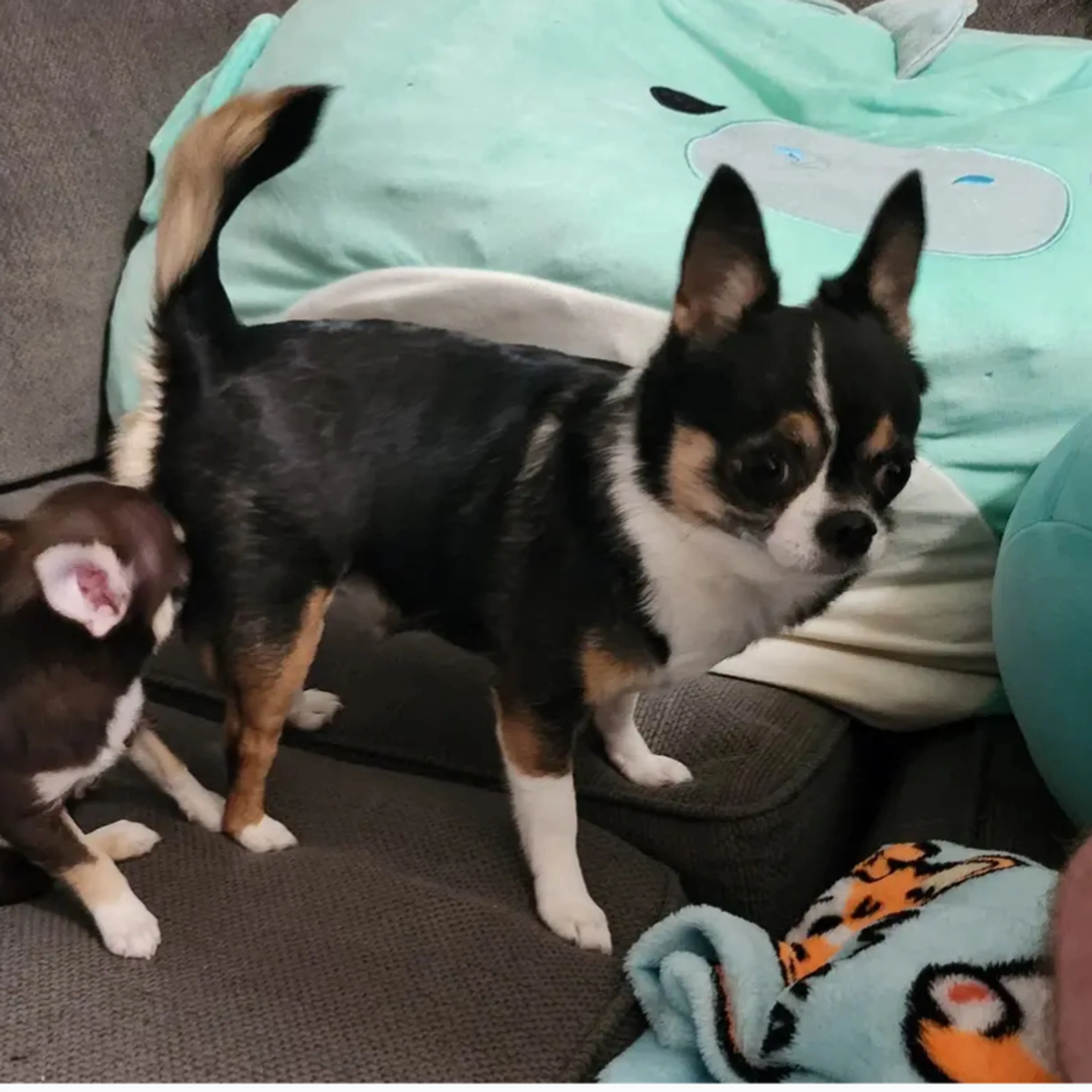 Lost pet-1