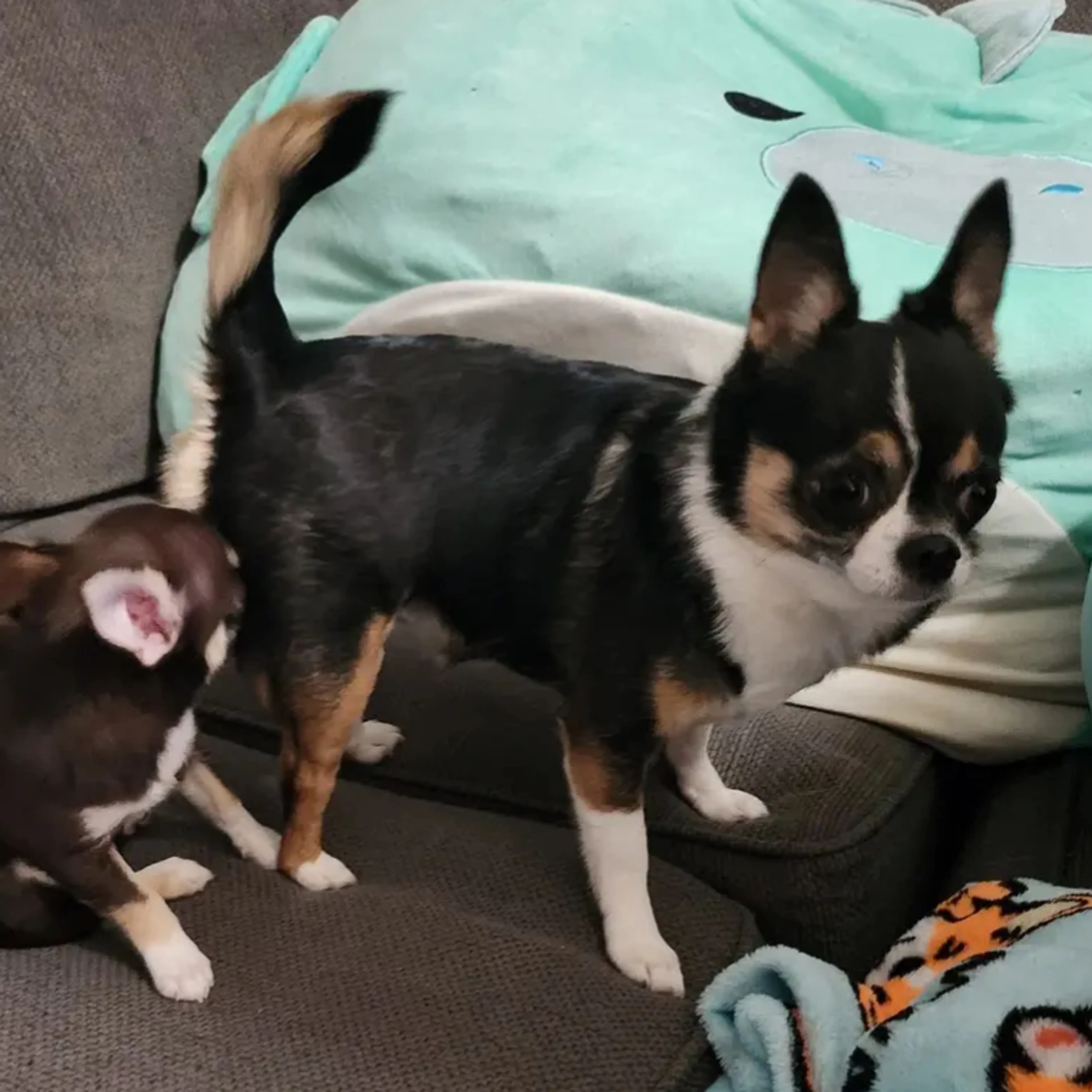 Lost pet-3