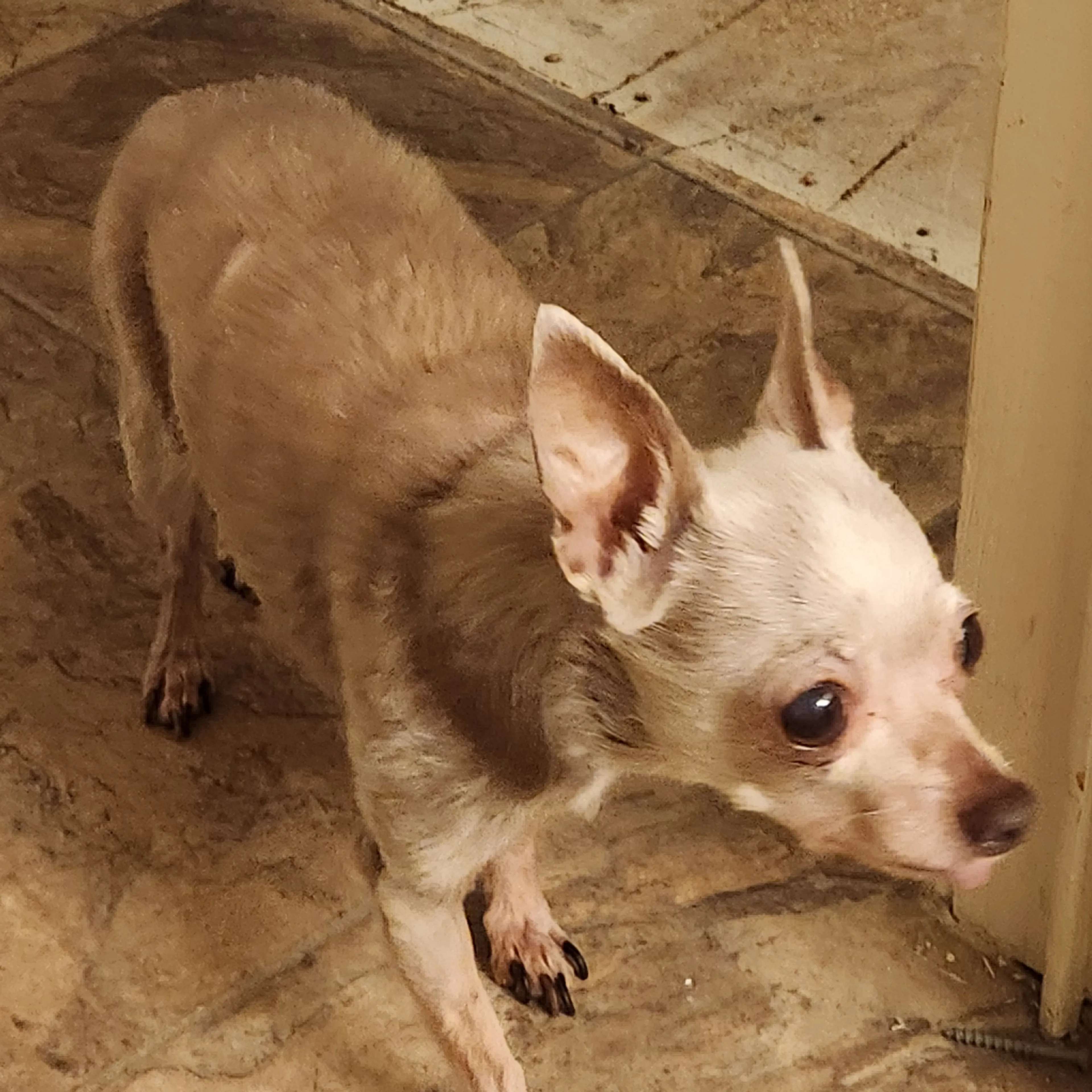 Lost pet-1