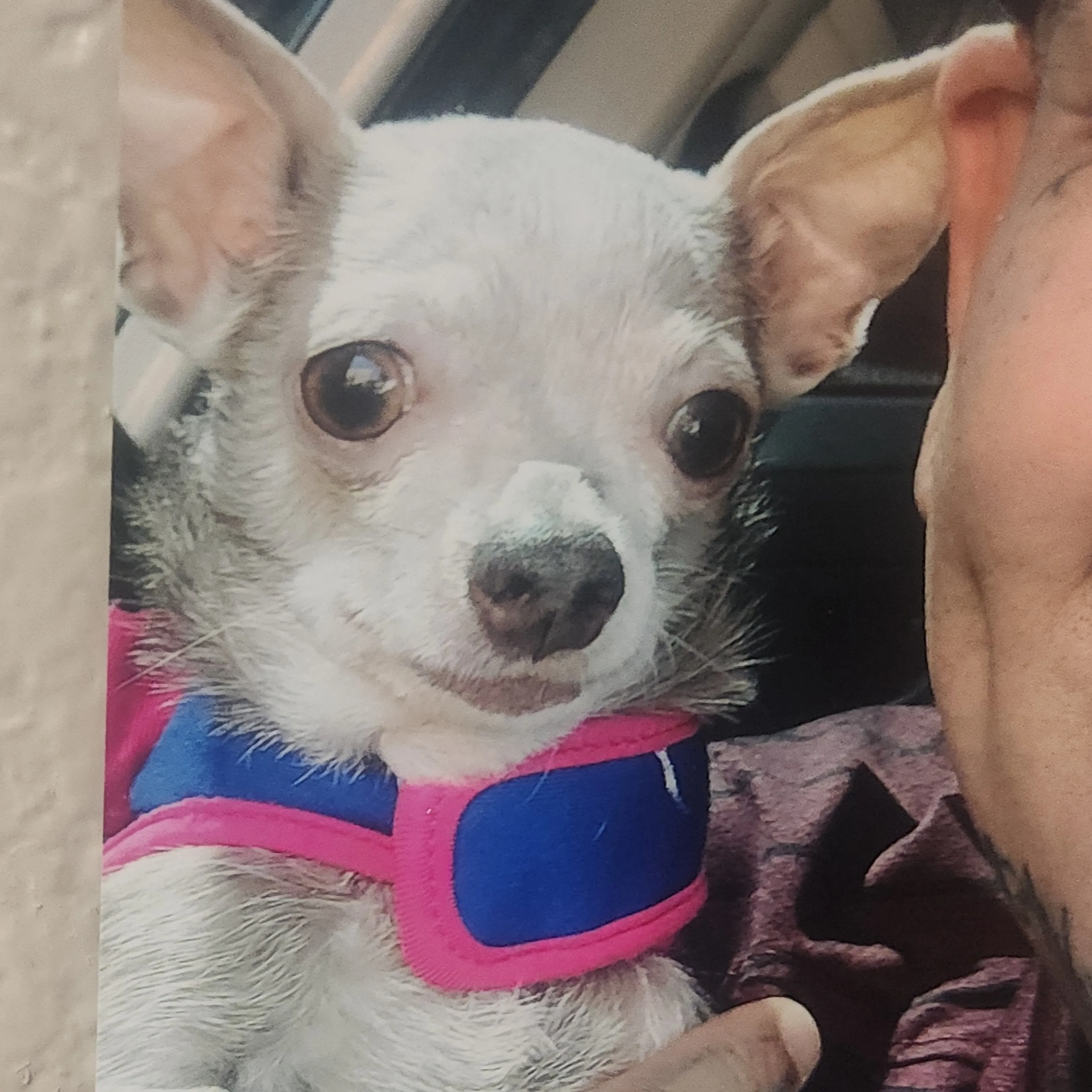 Lost pet-2