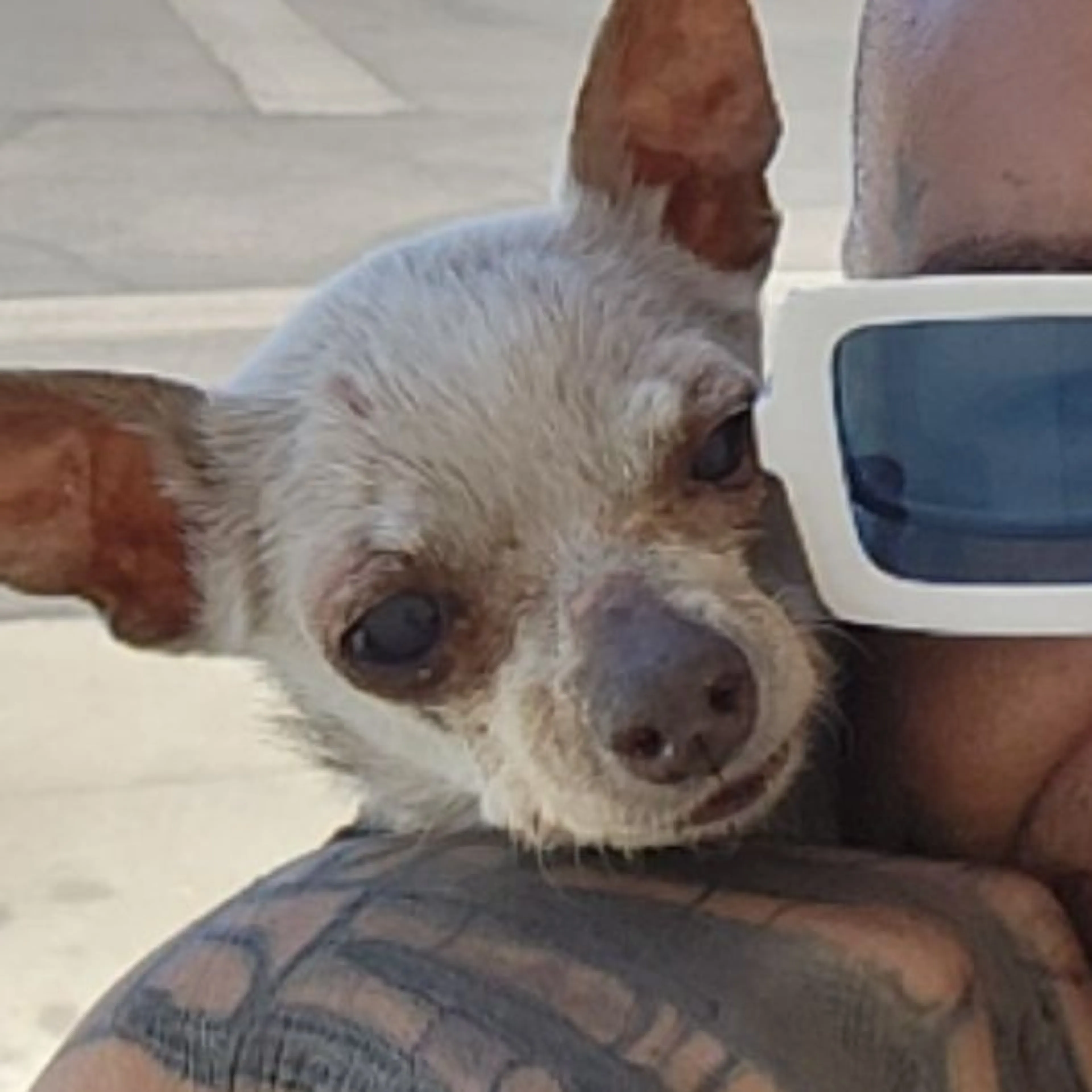 Lost pet-0
