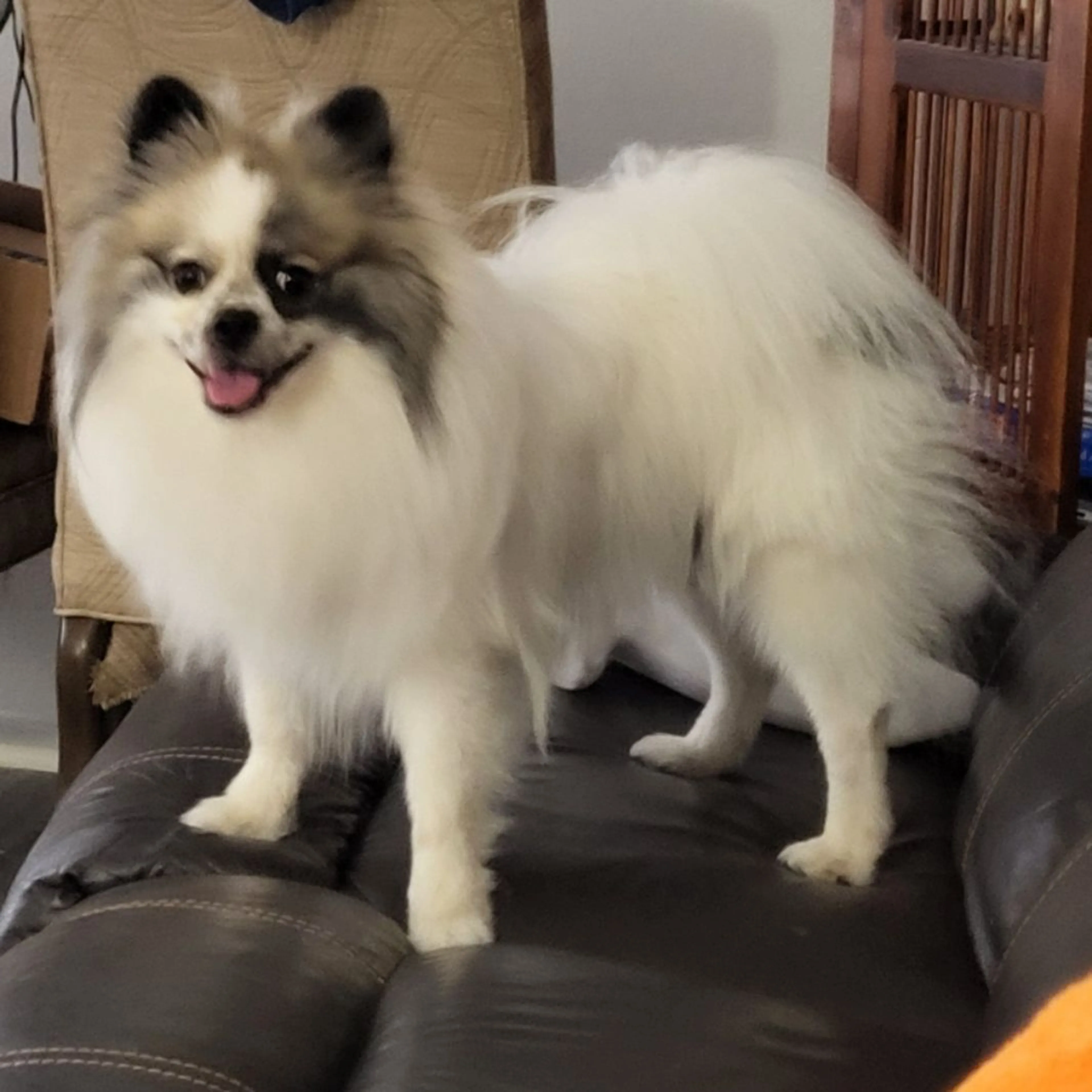 Lost pet
