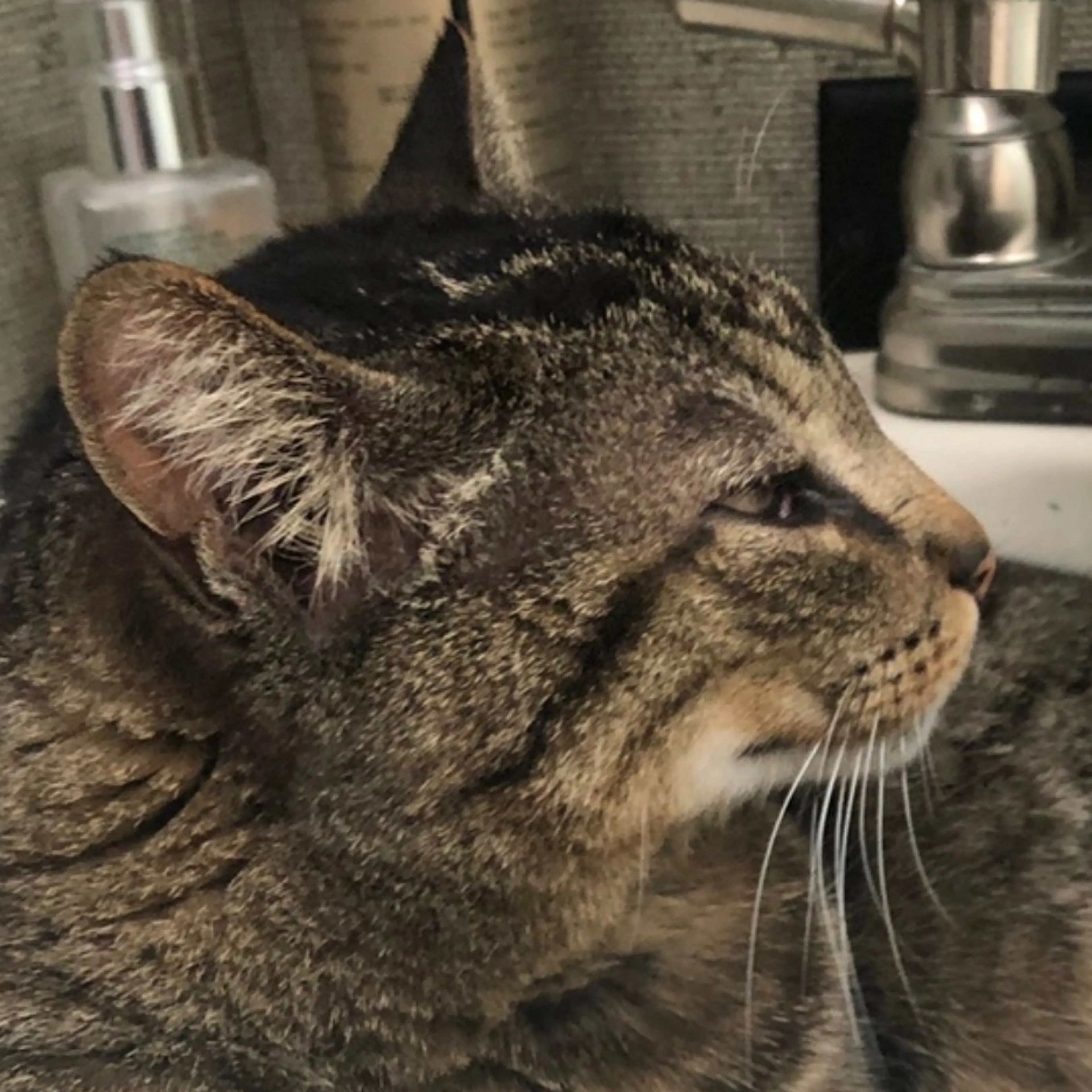 Lost pet-3