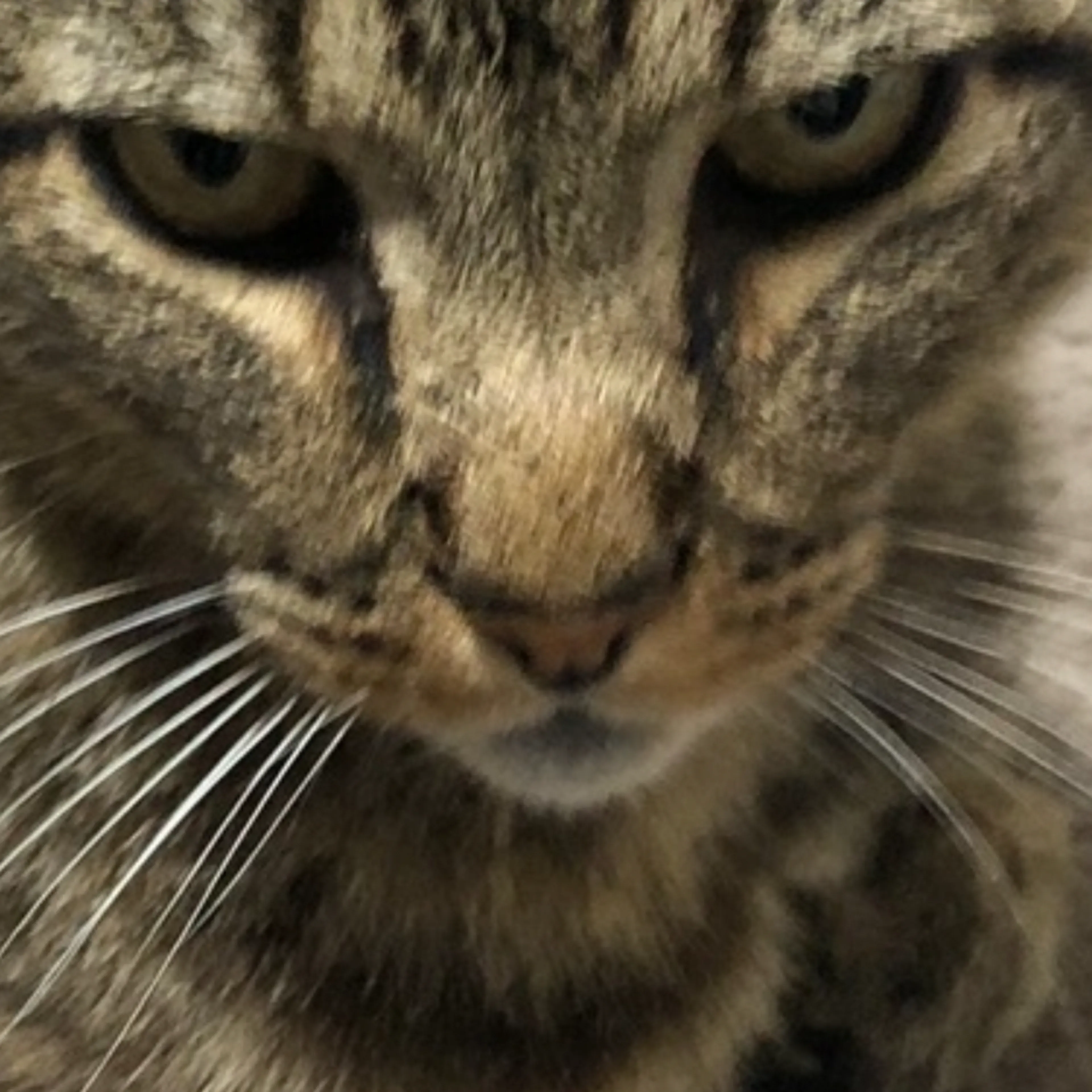 Lost pet-2
