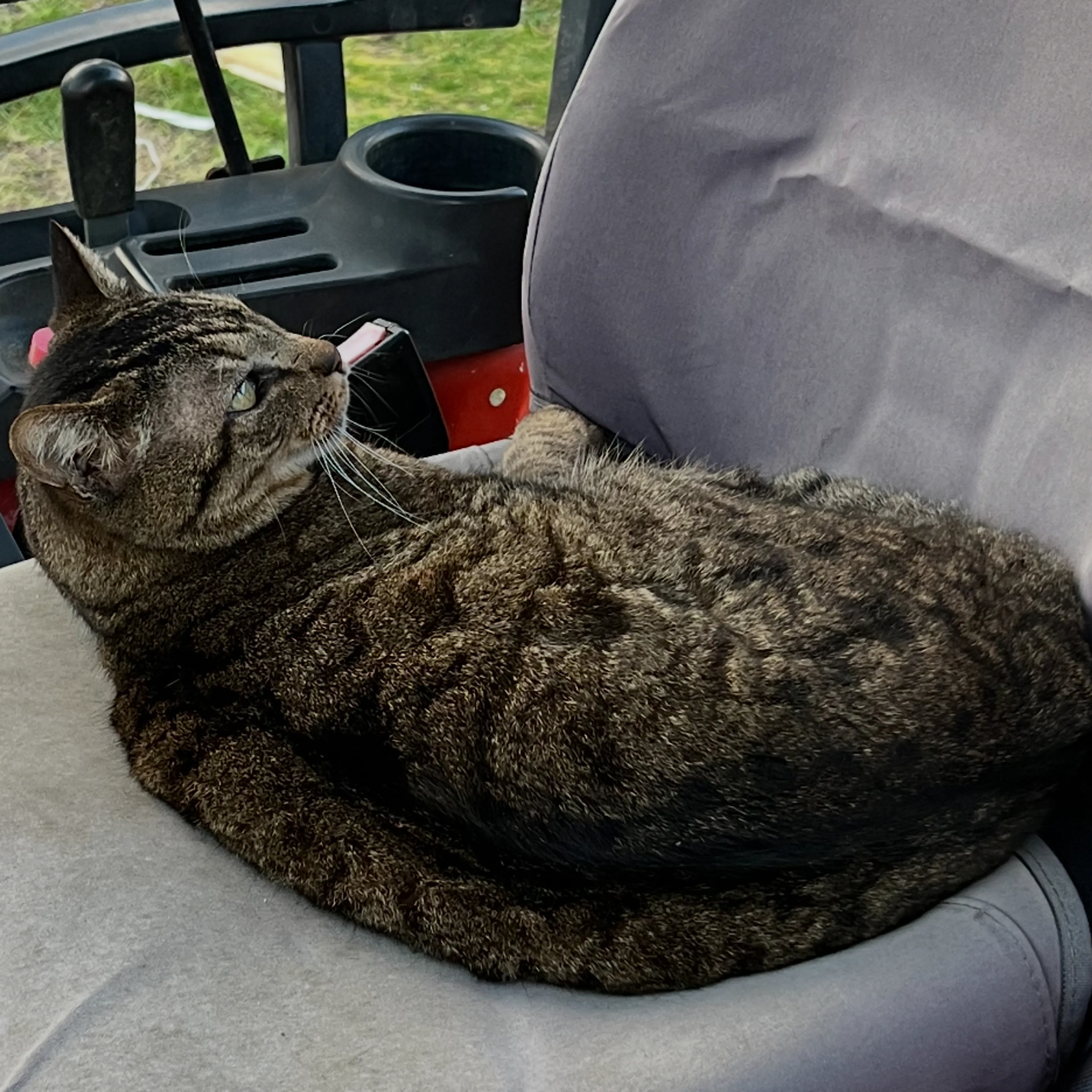 Lost pet-1