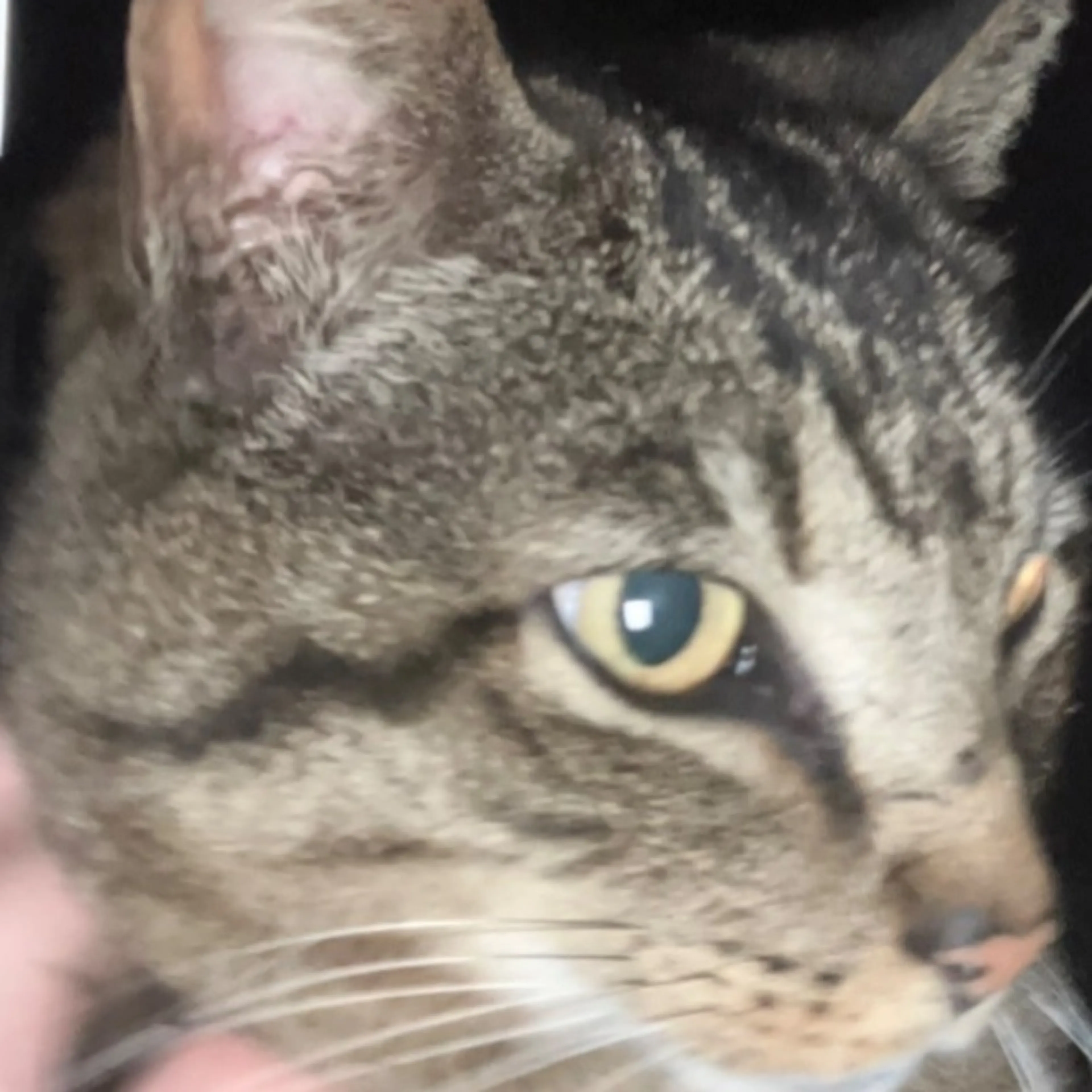 Lost pet-0