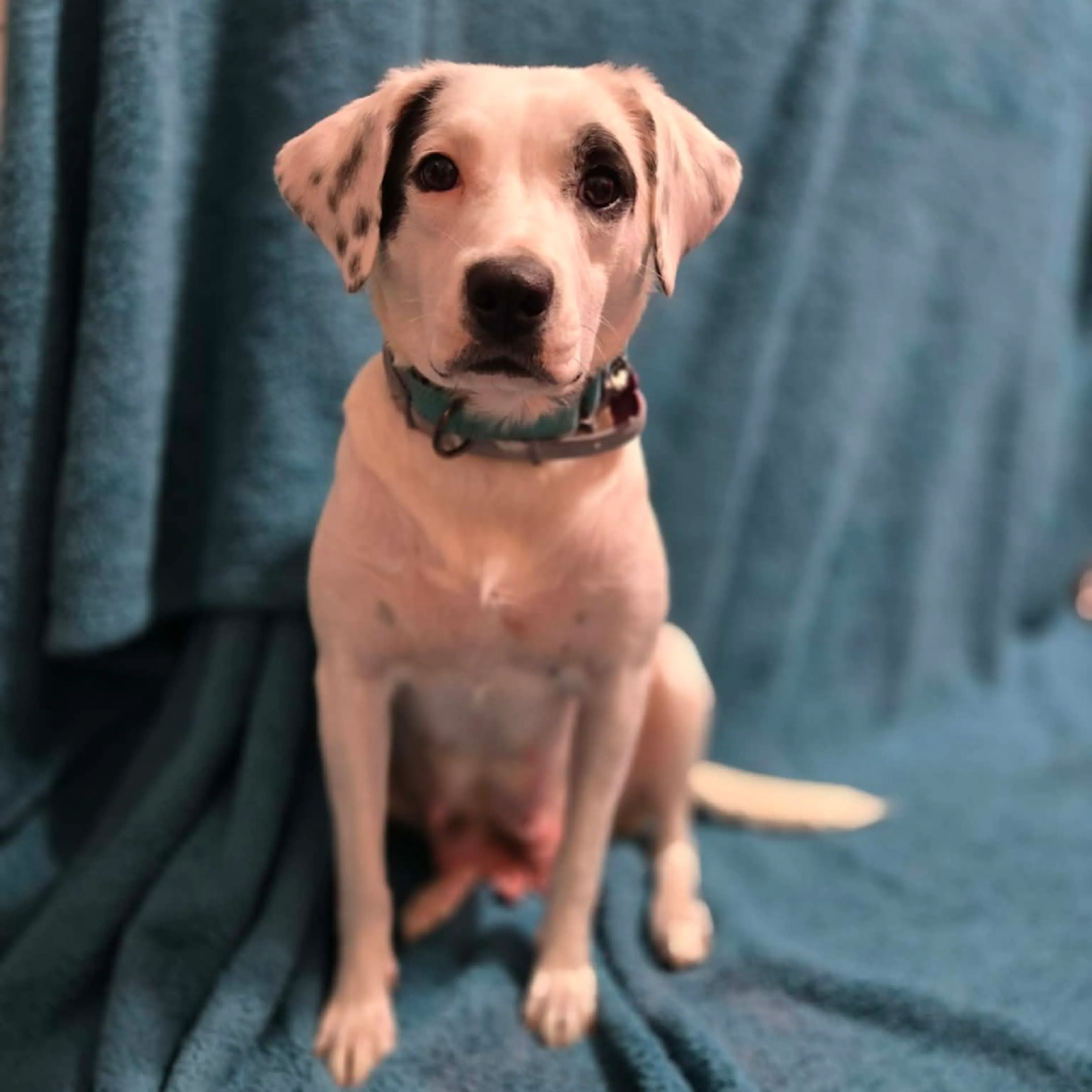 Found pet-6