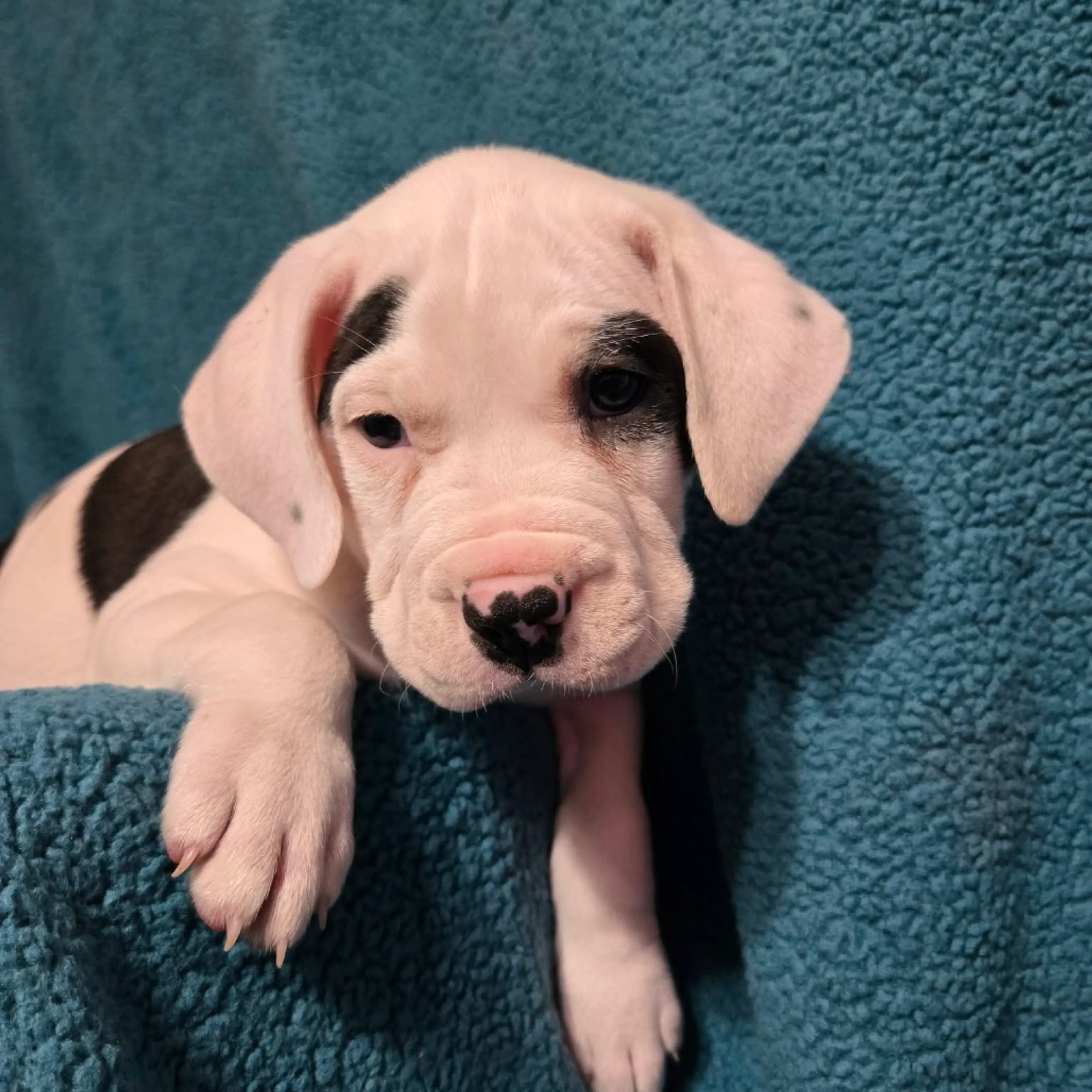 Found pet-3