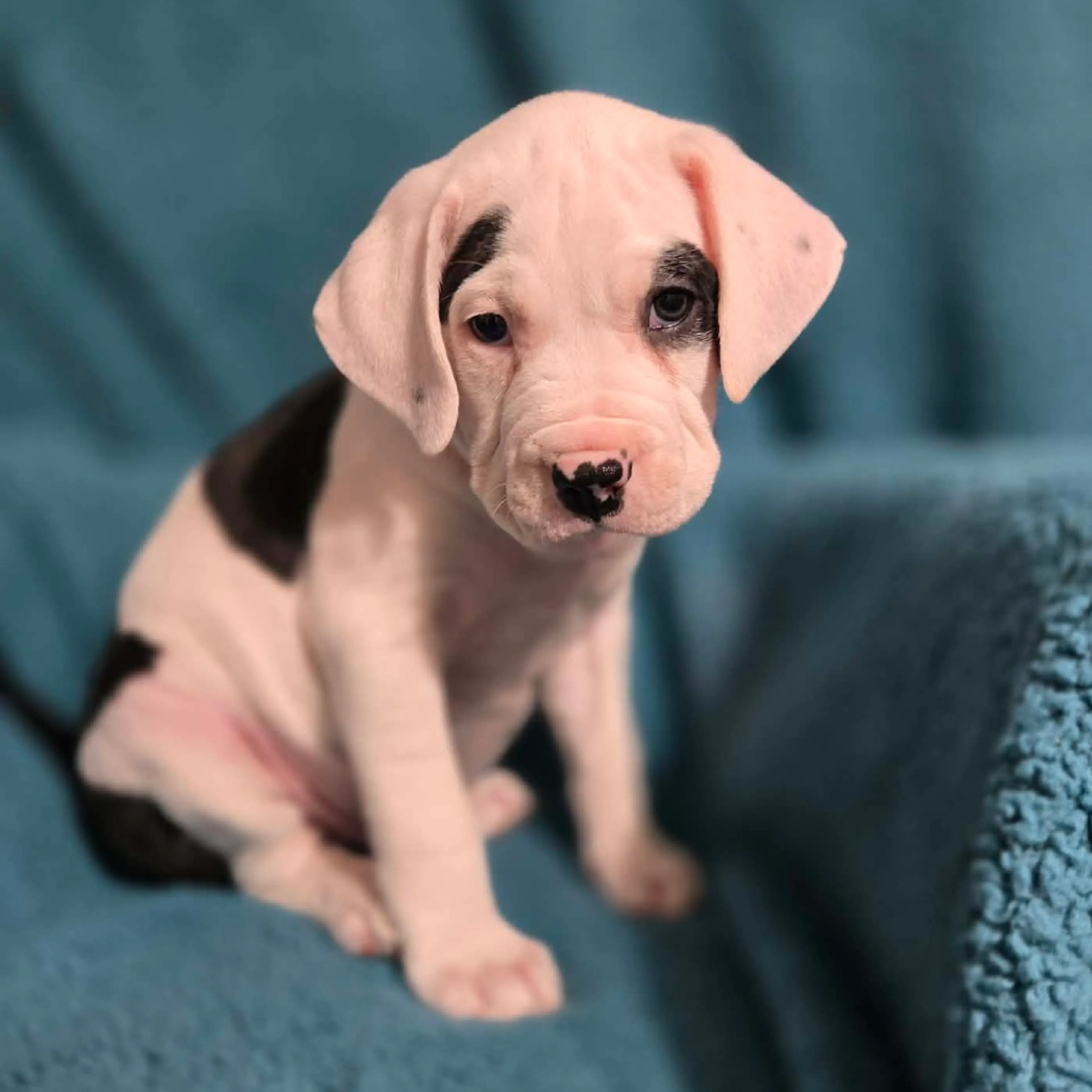 Found pet-4