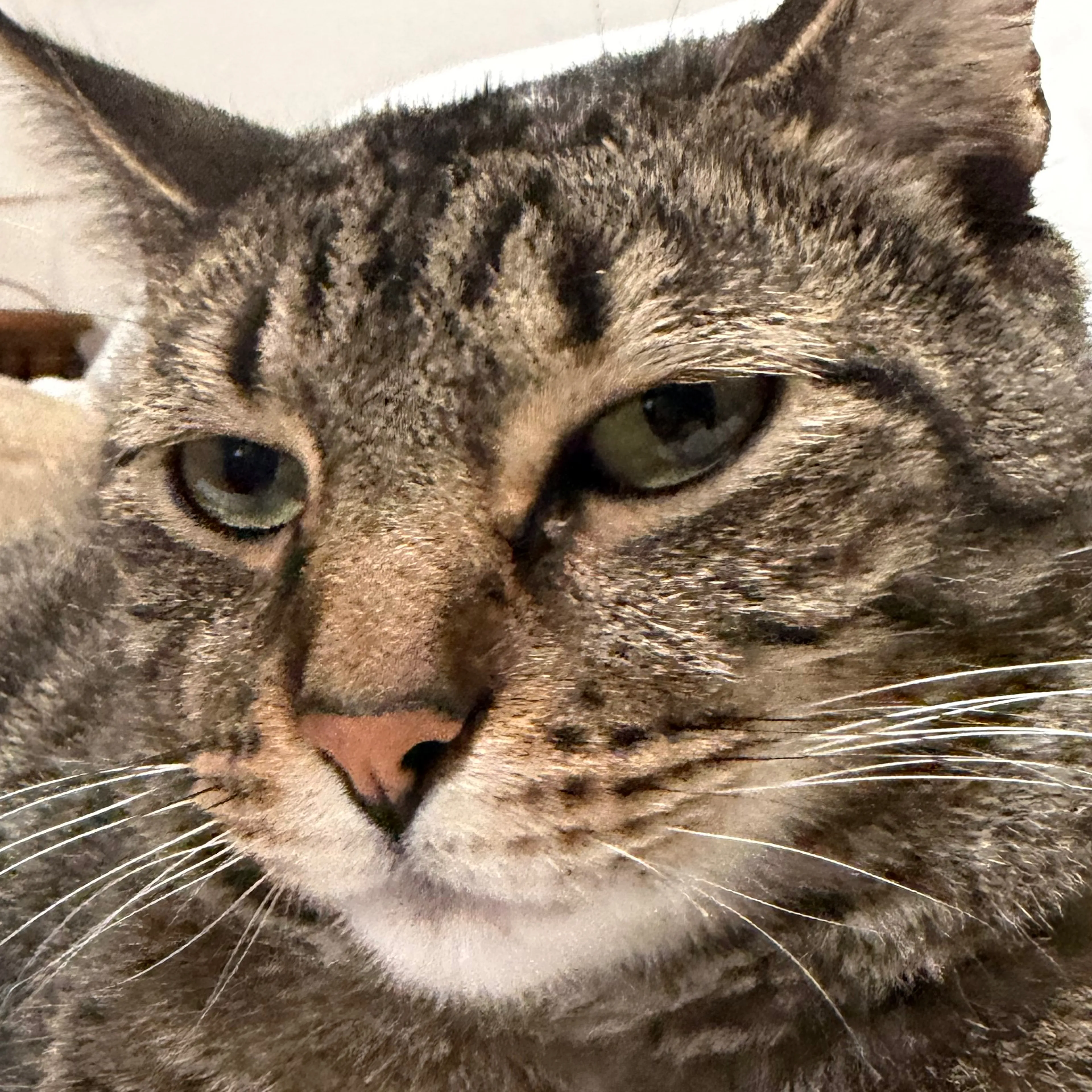 Lost pet-3