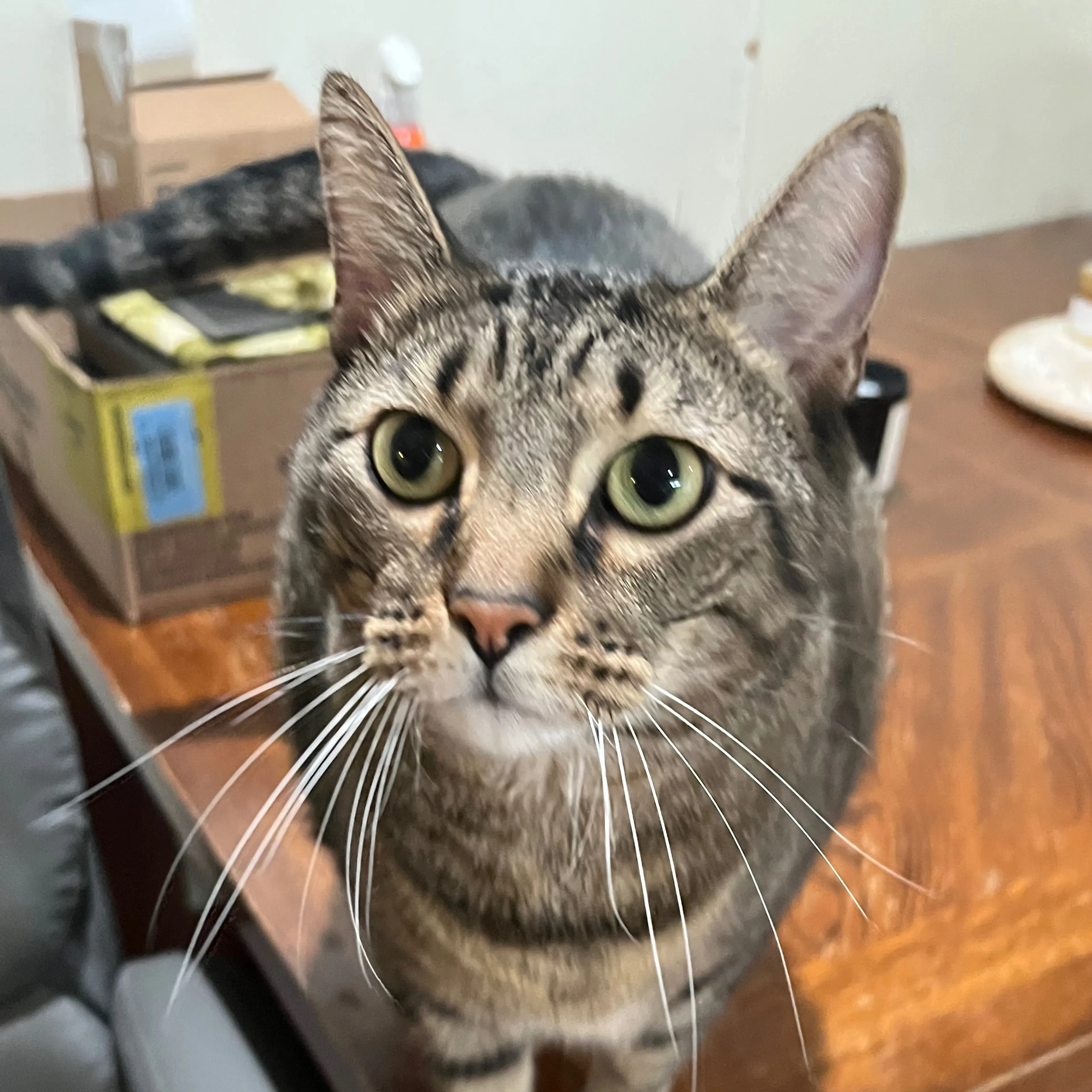 Lost pet-2