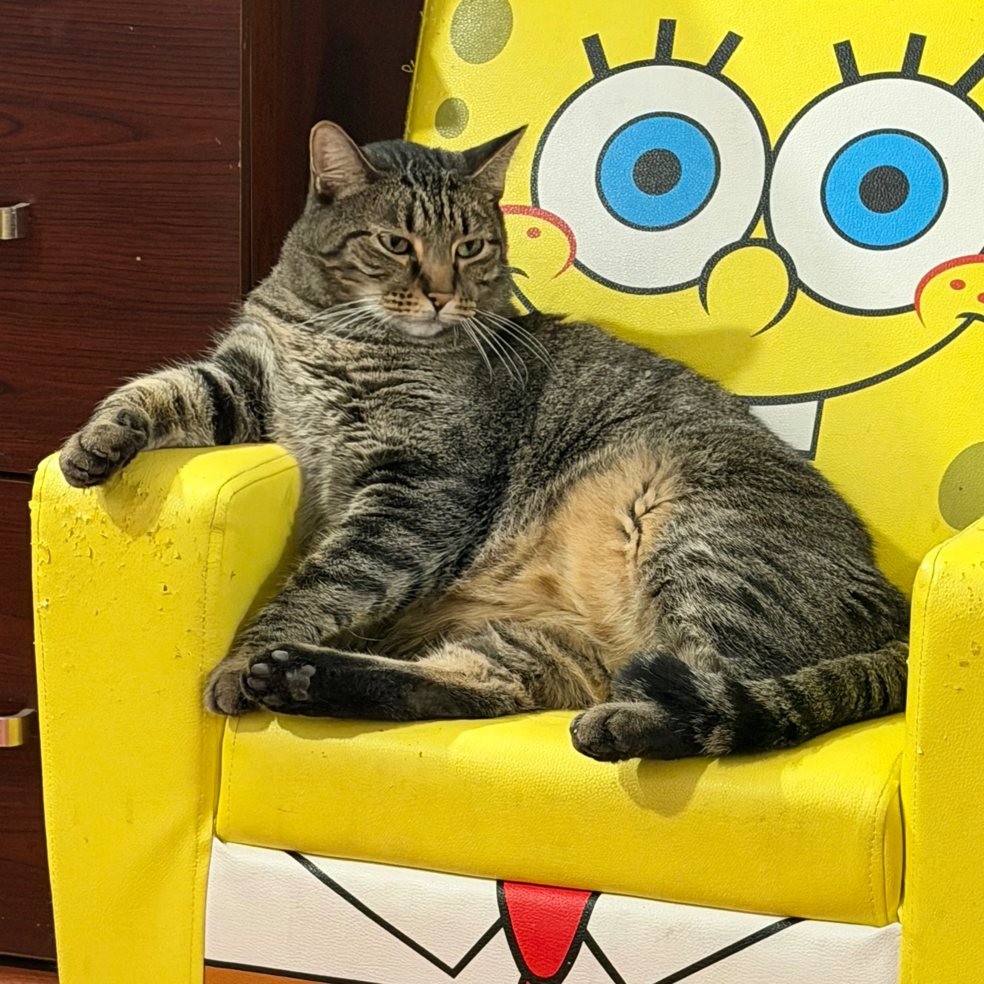 Lost pet-1
