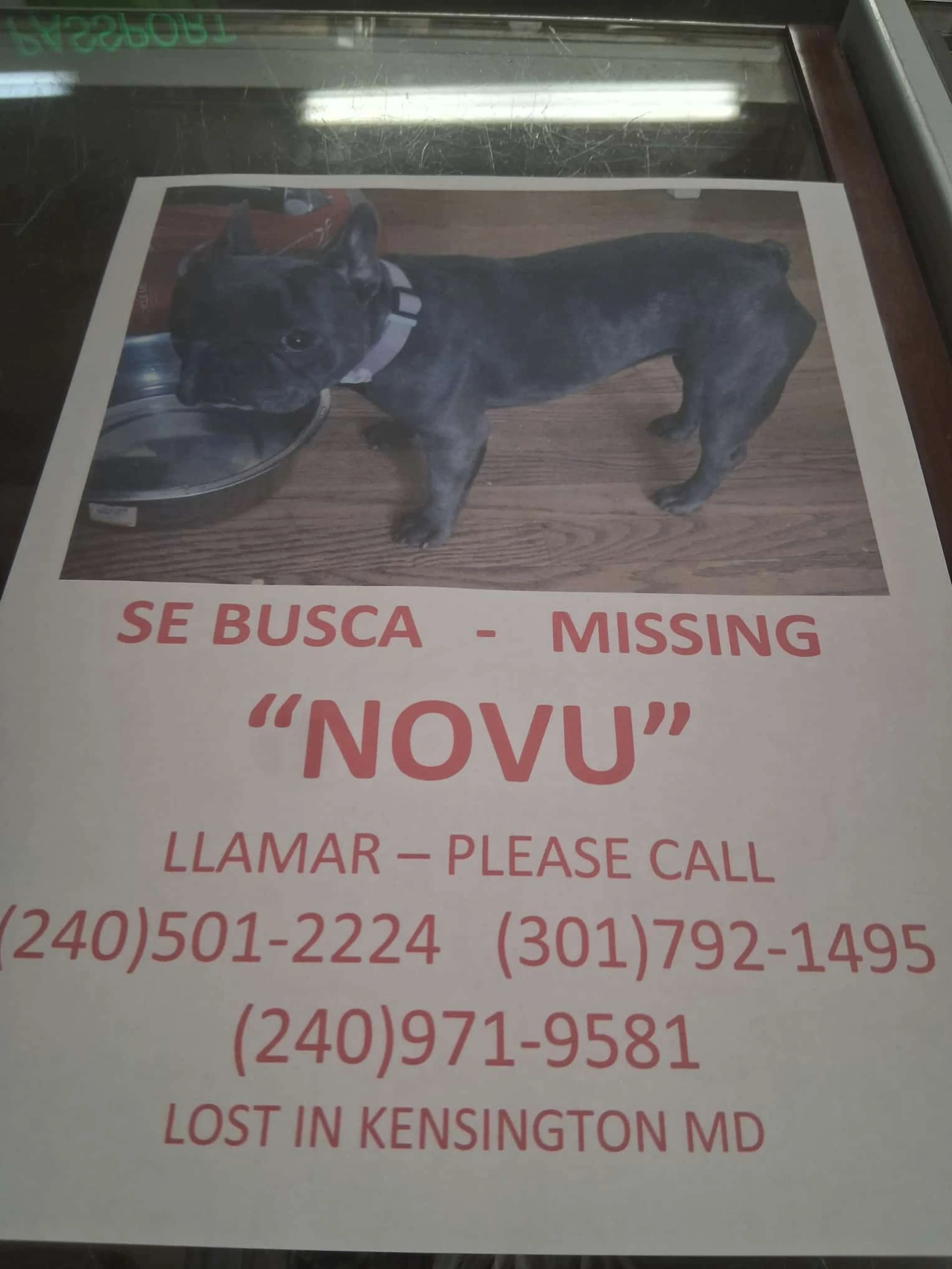 Lost pet