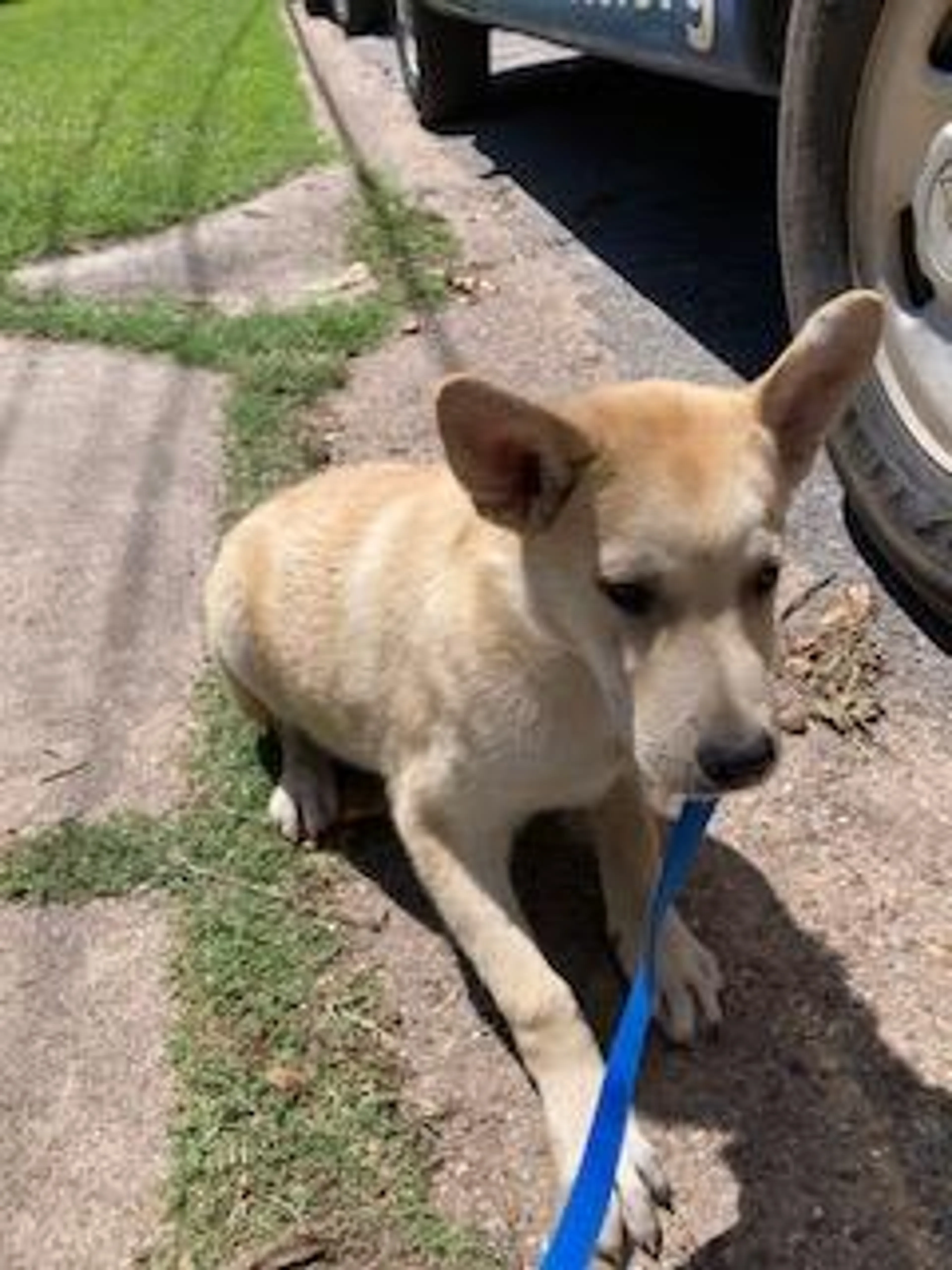 Found pet