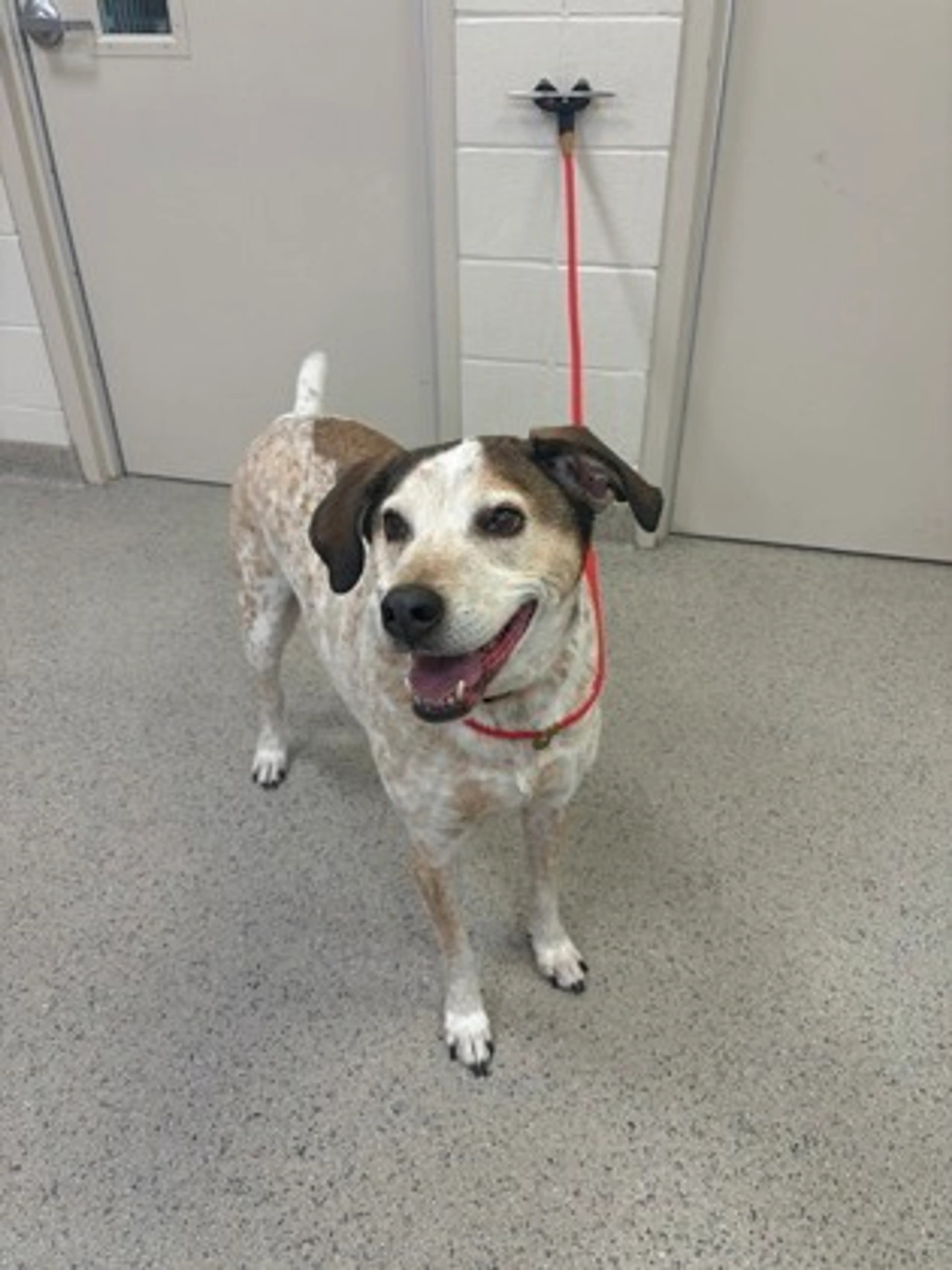 Found pet-1