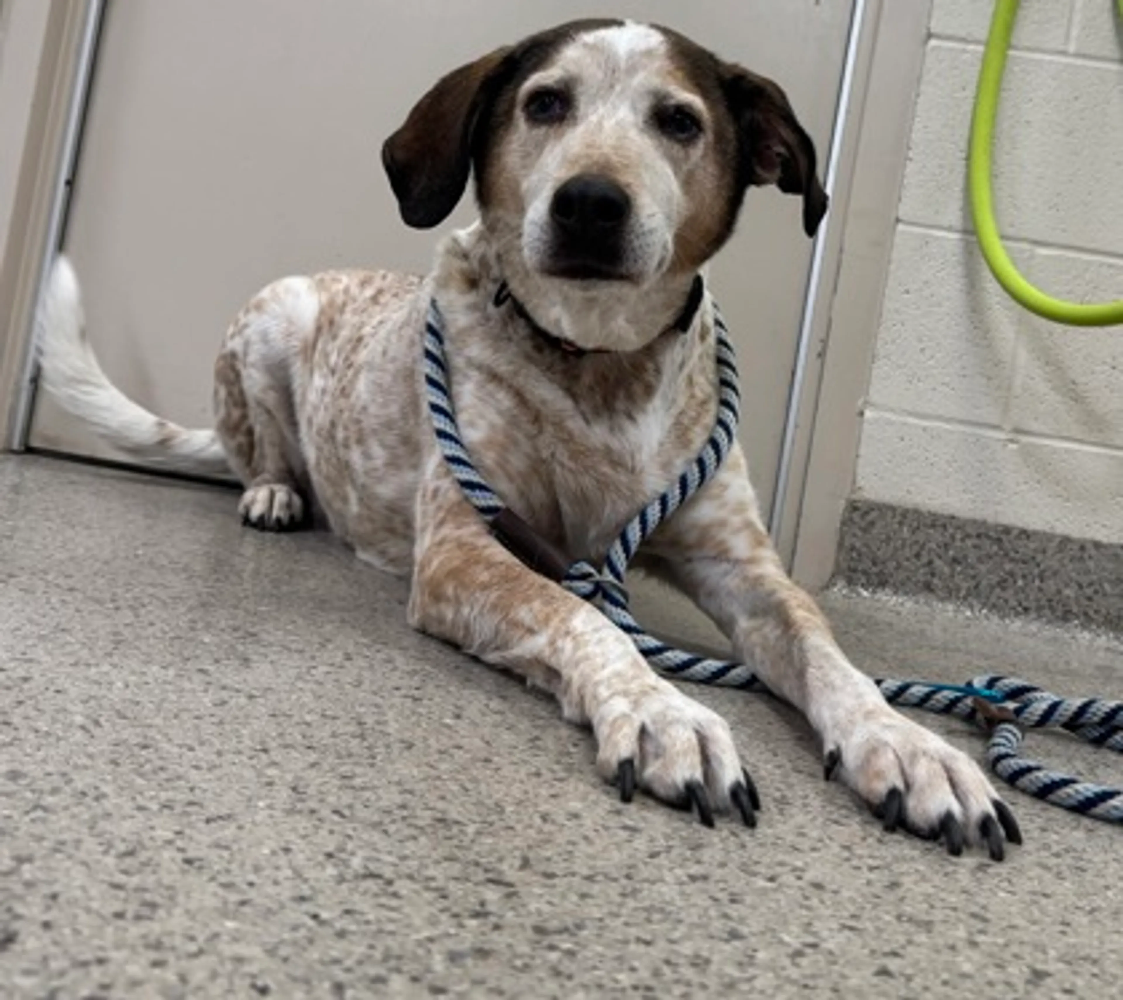 Found pet-2