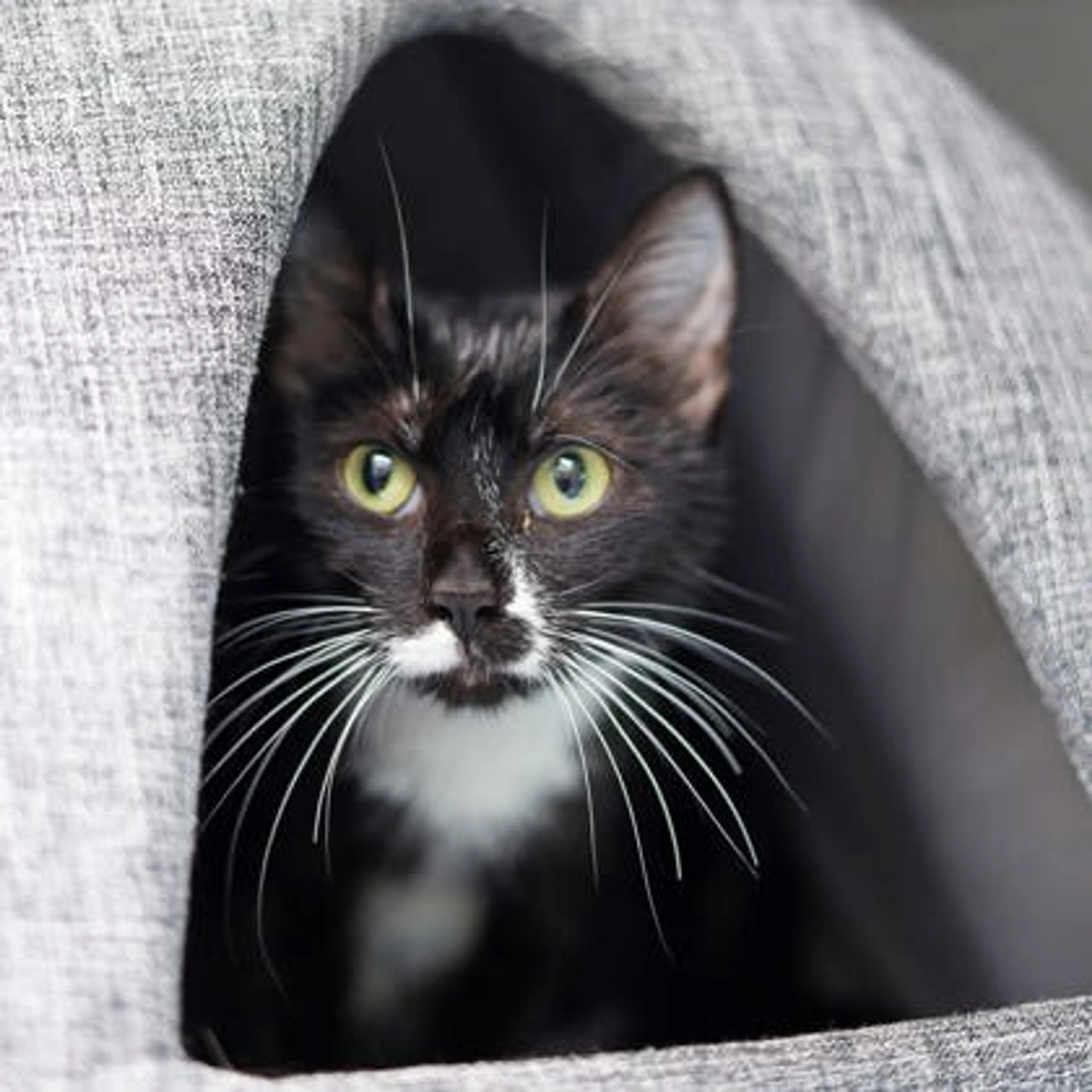Found pet-1