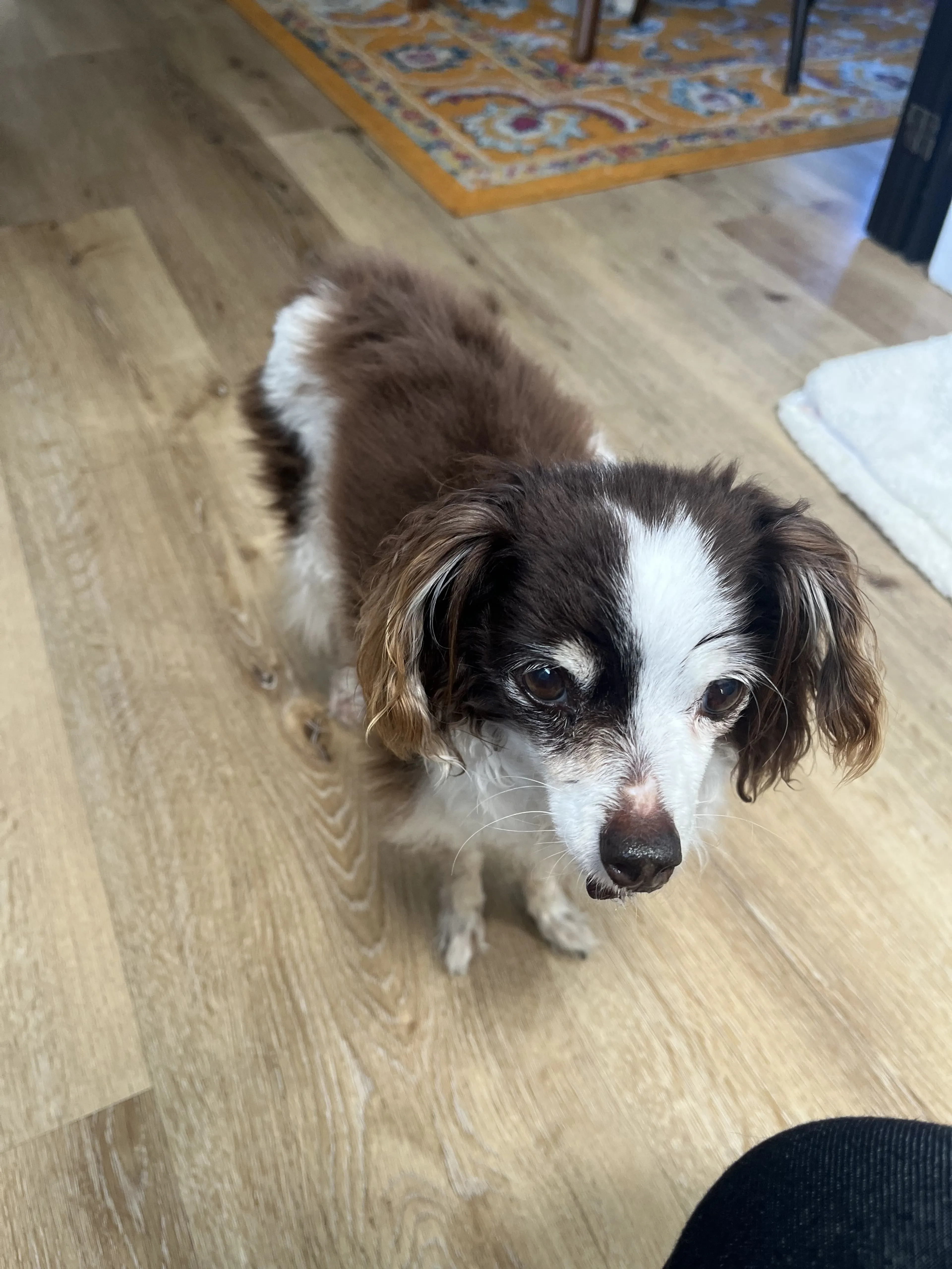 Lost pet-1