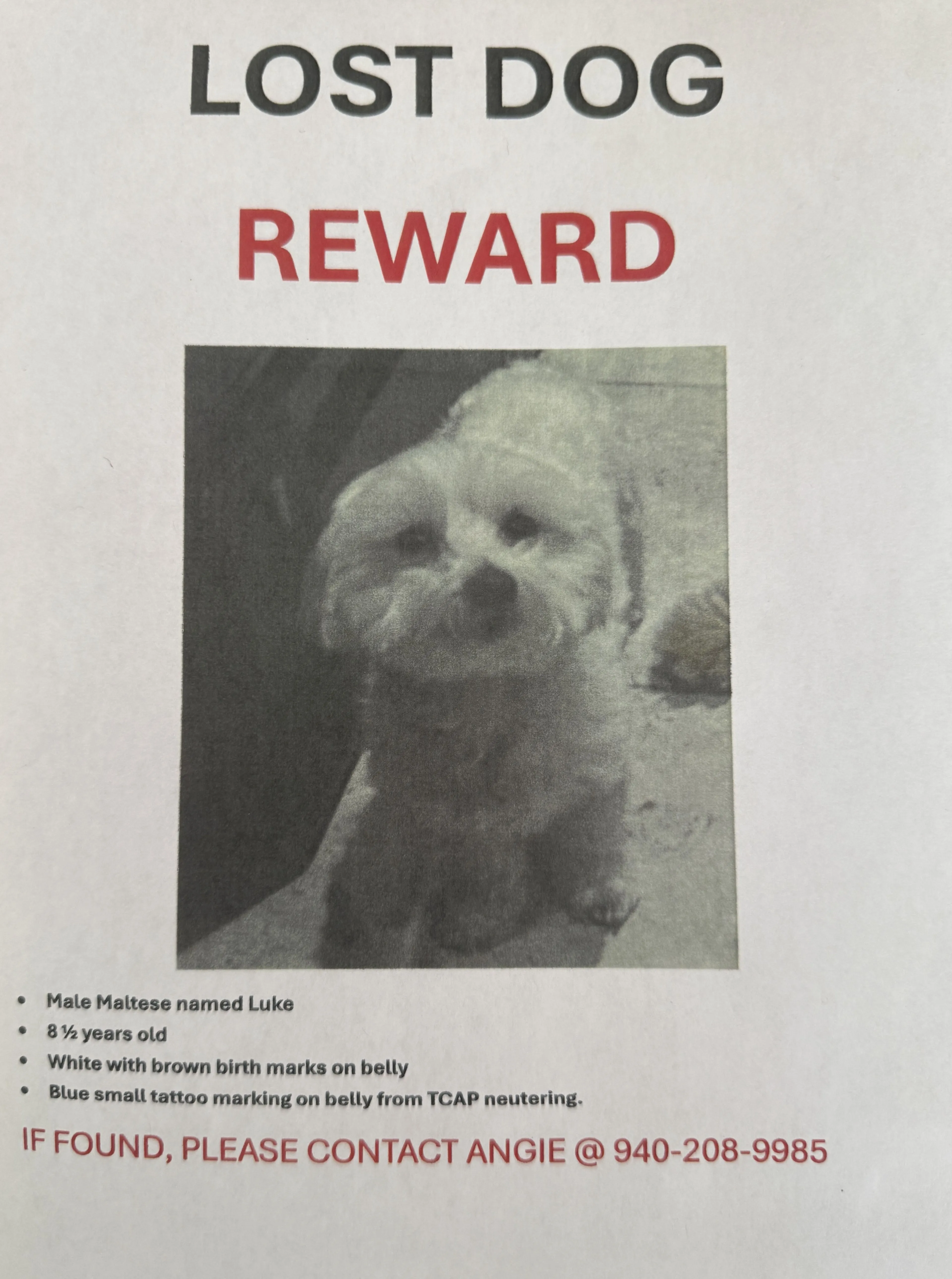 Lost pet