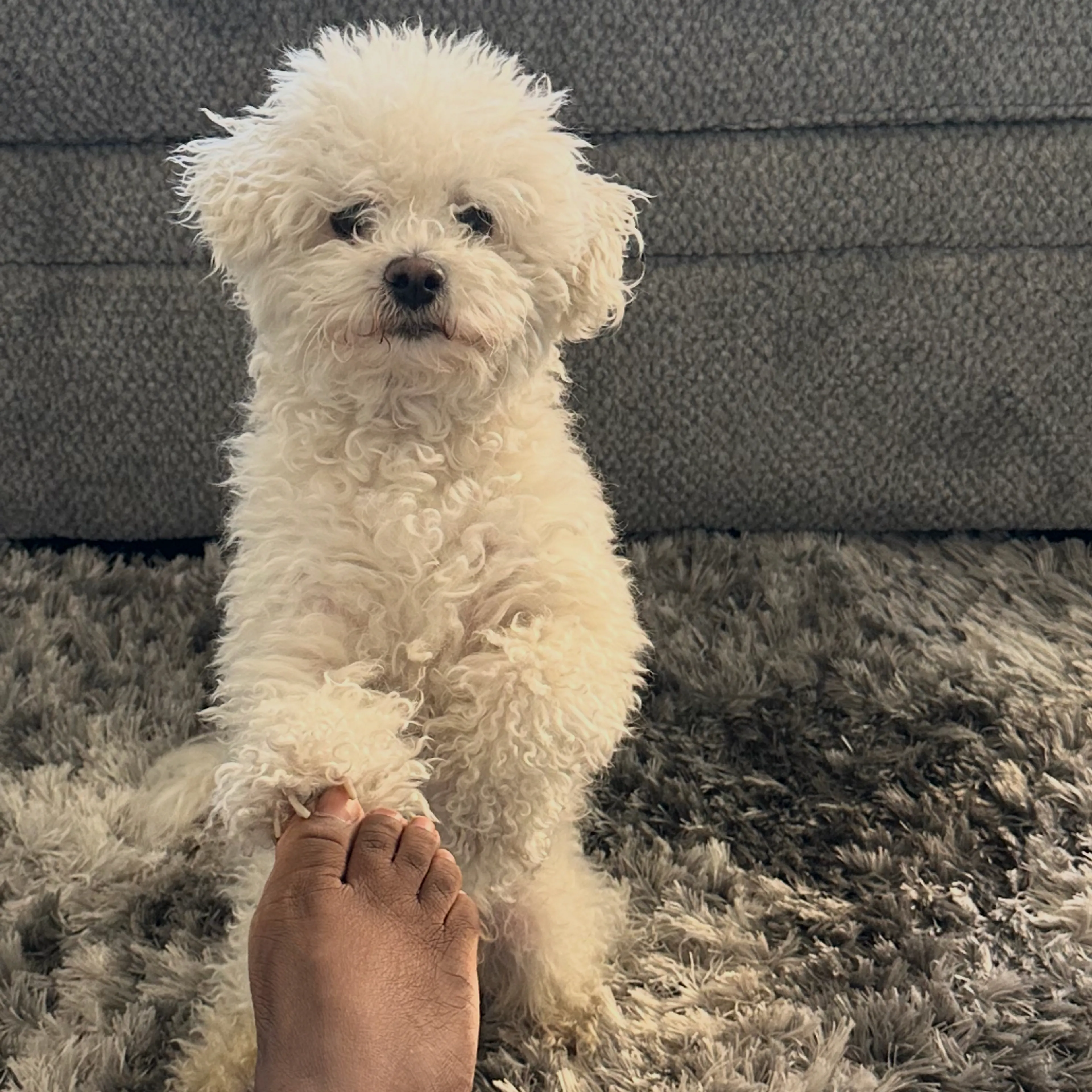 Lost pet-1