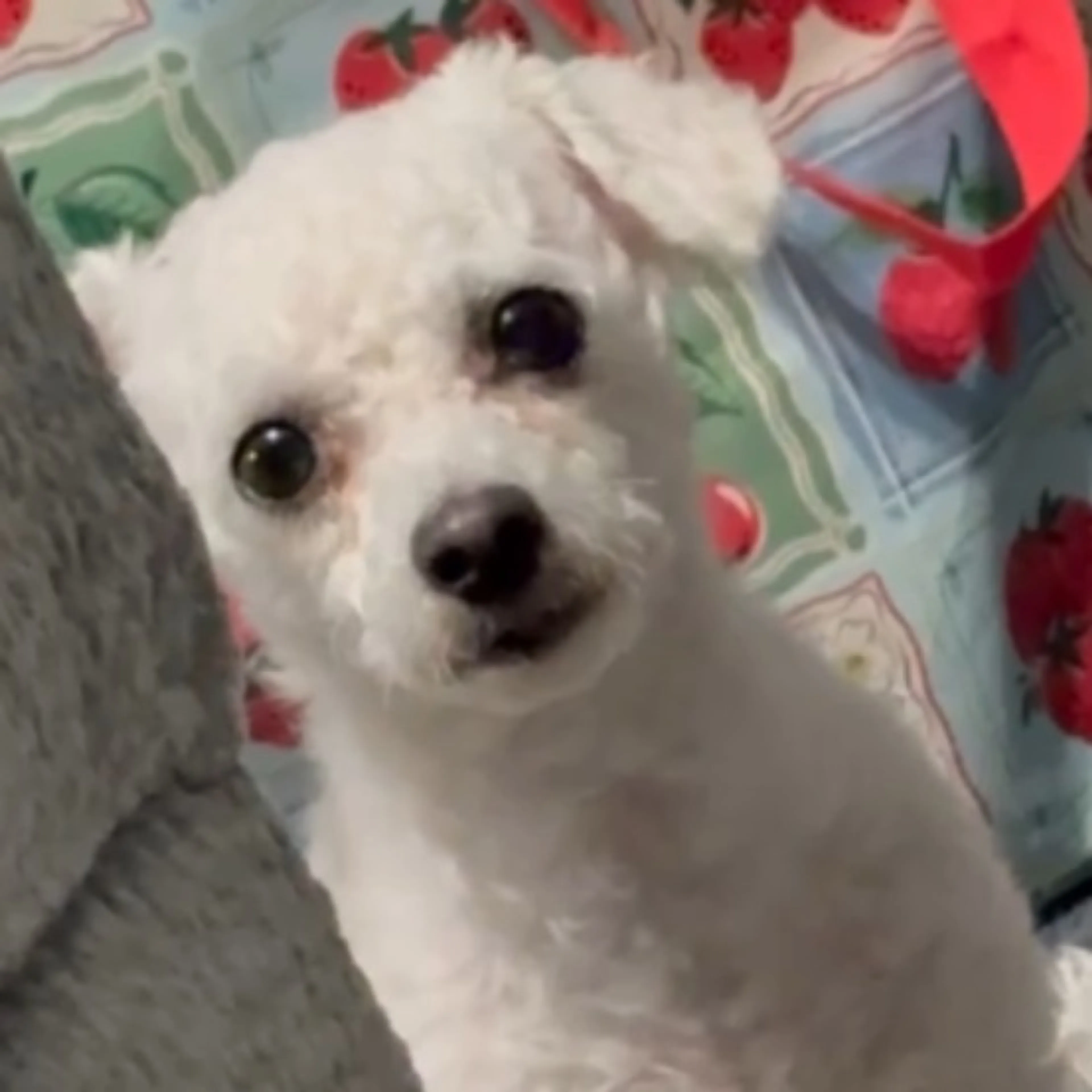 Lost pet-0