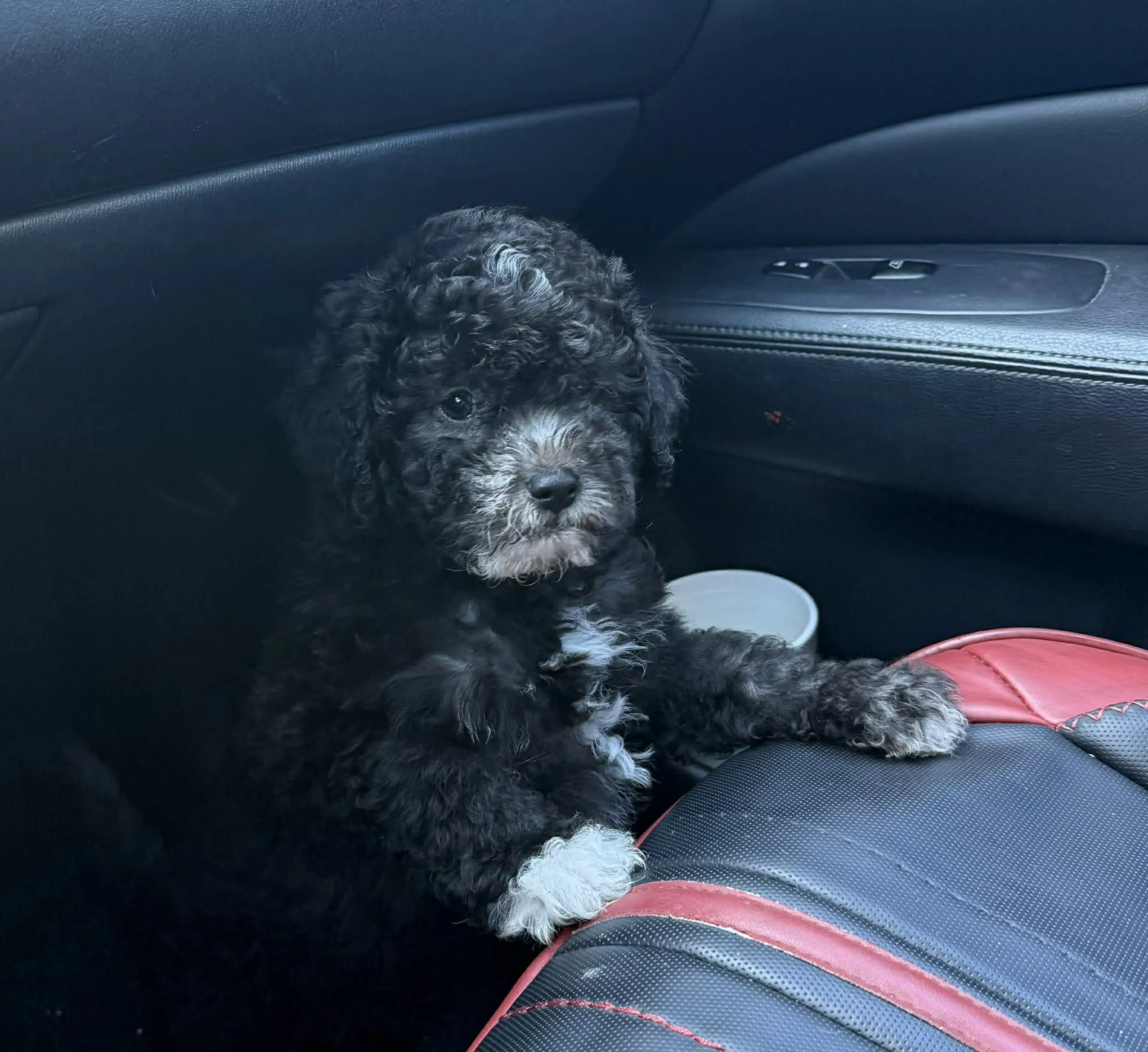 Lost pet