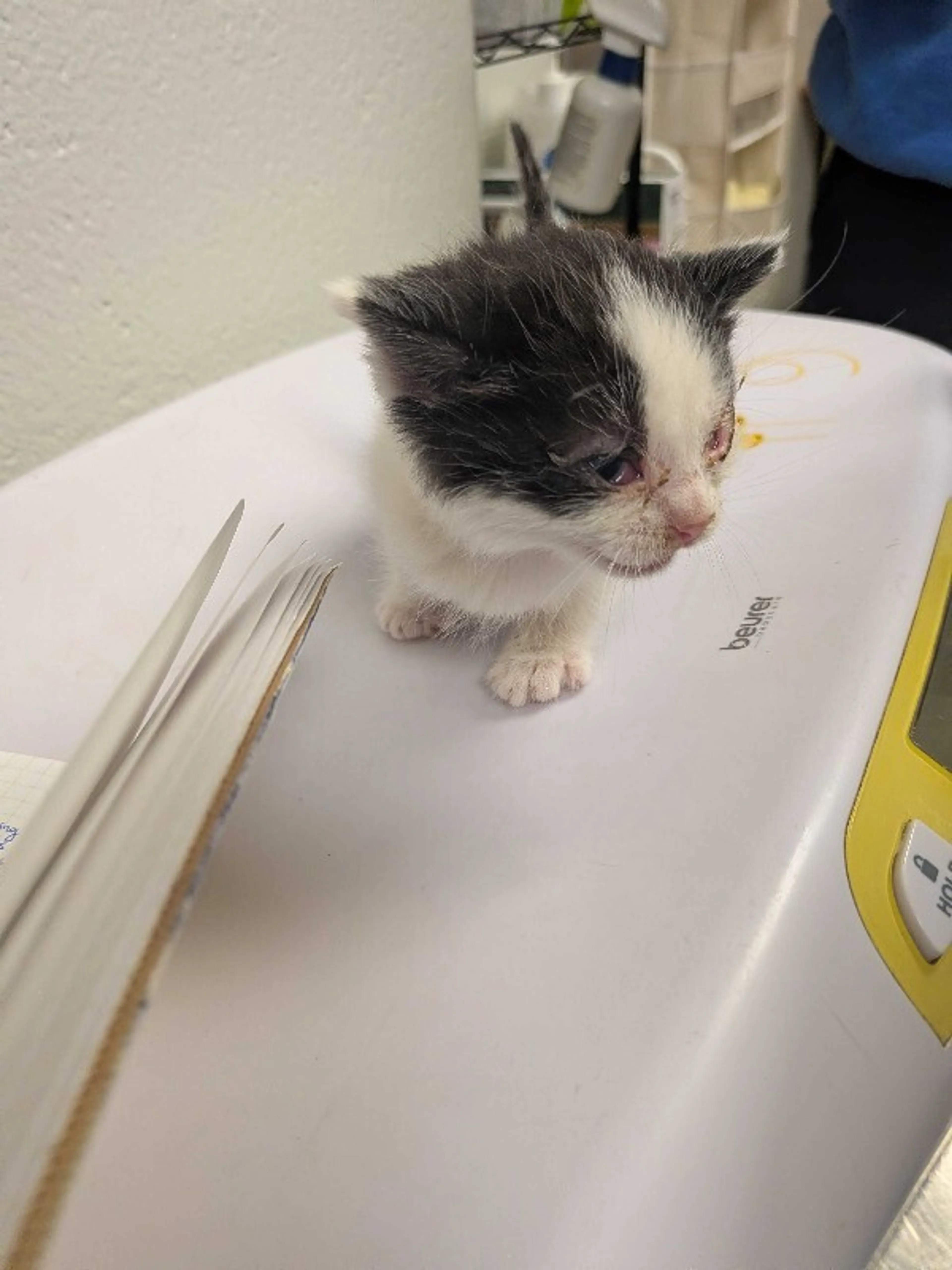Found pet-1