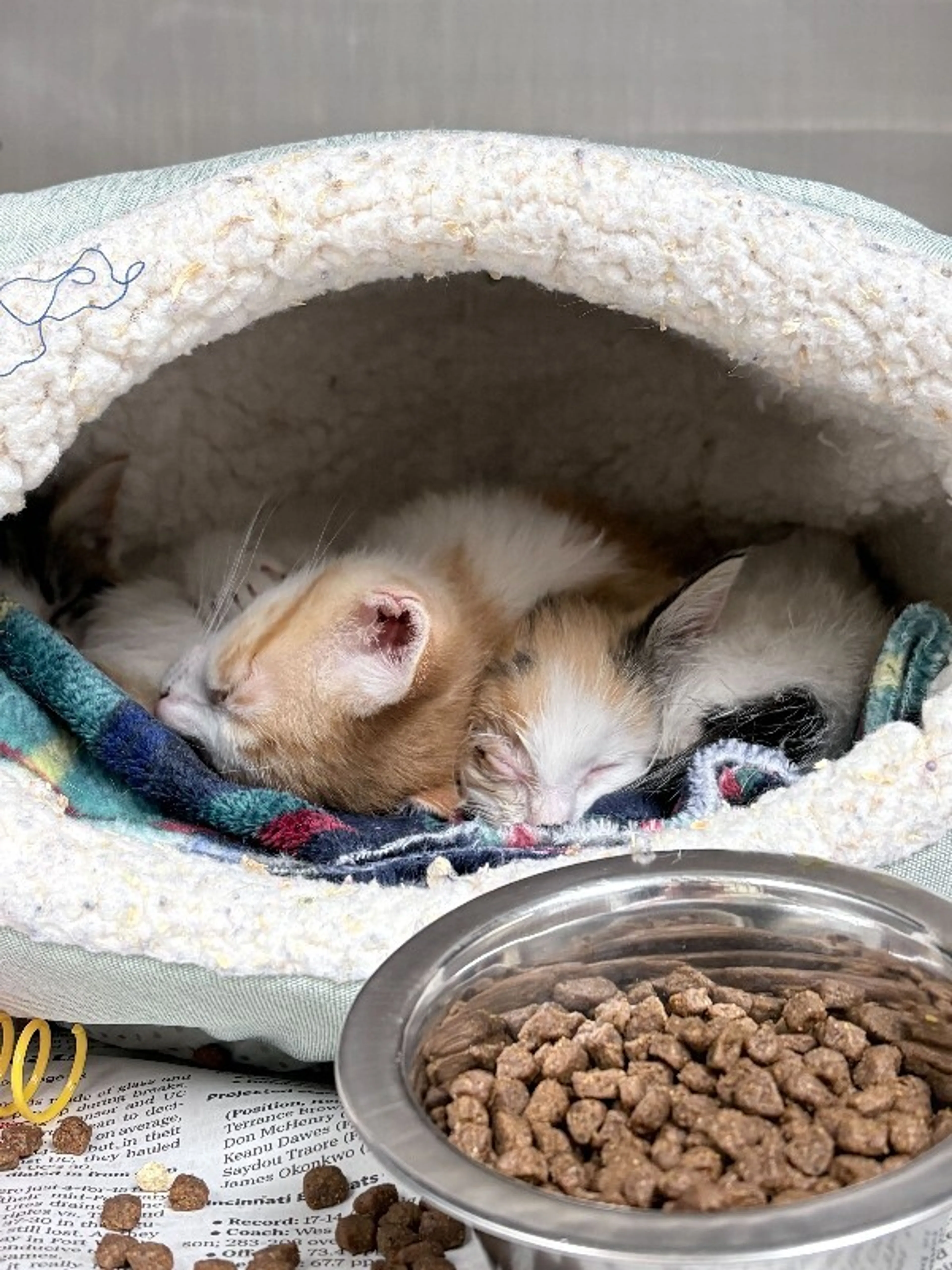 Found pet-2