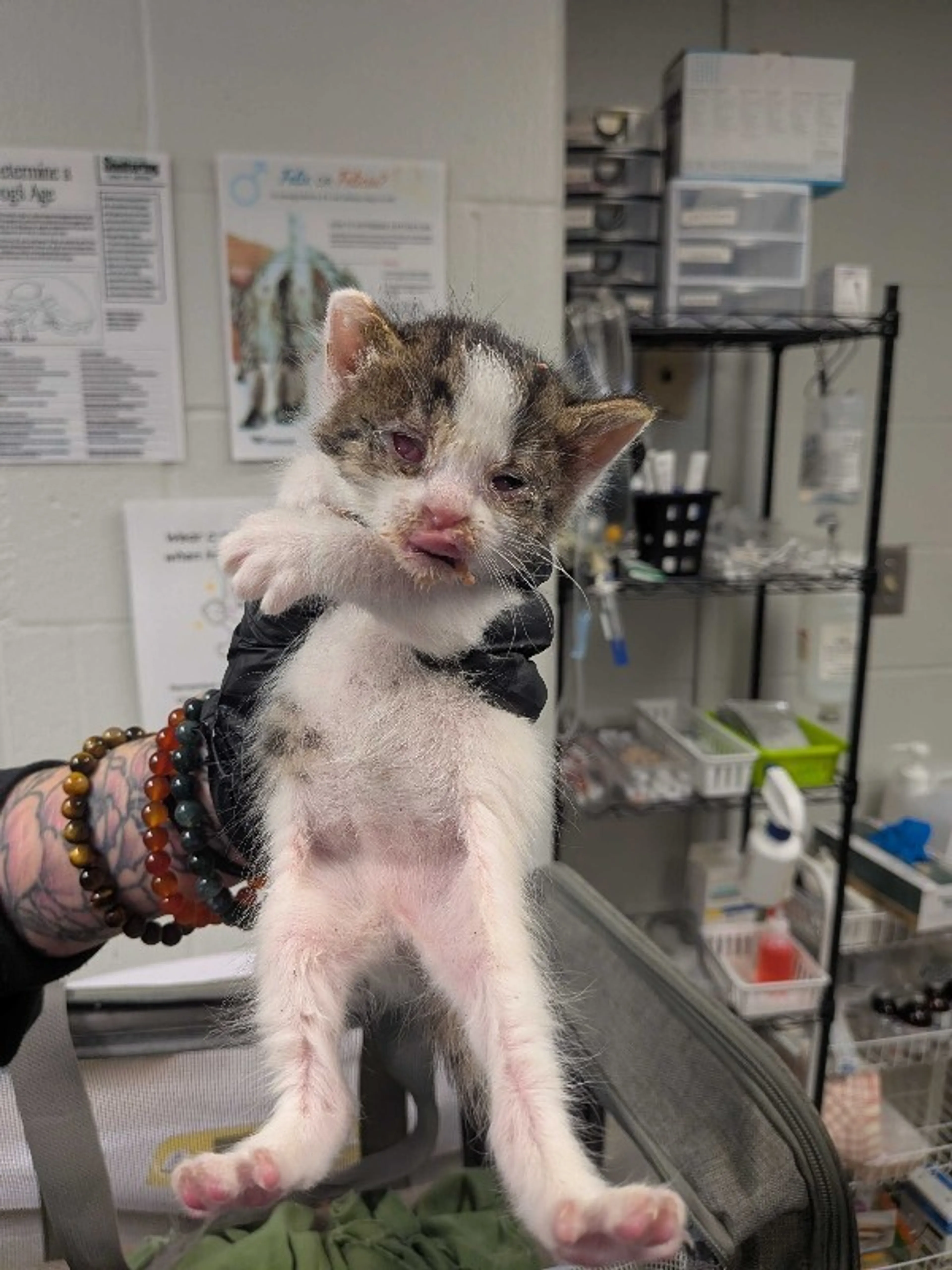 Found pet
