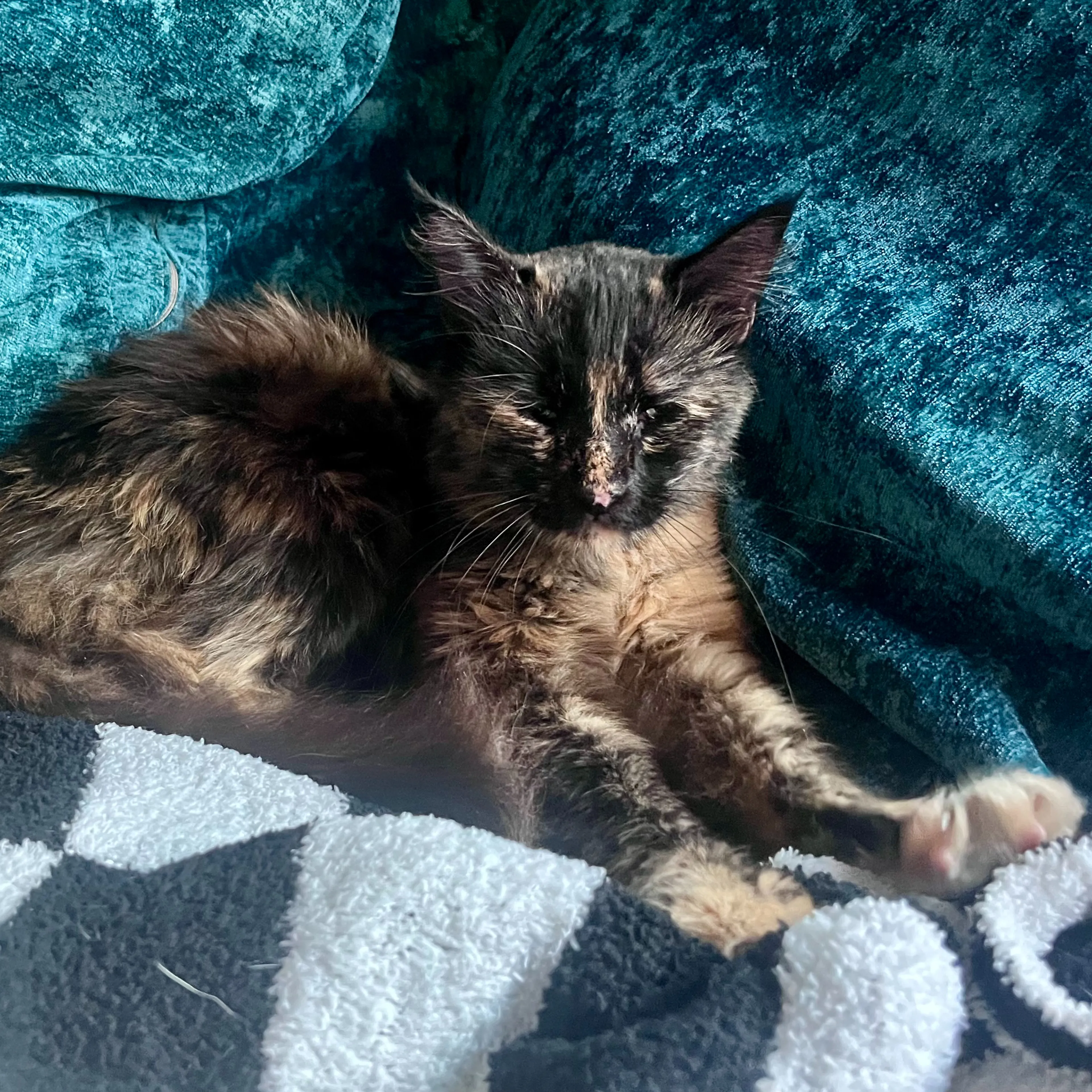 Found pet-1