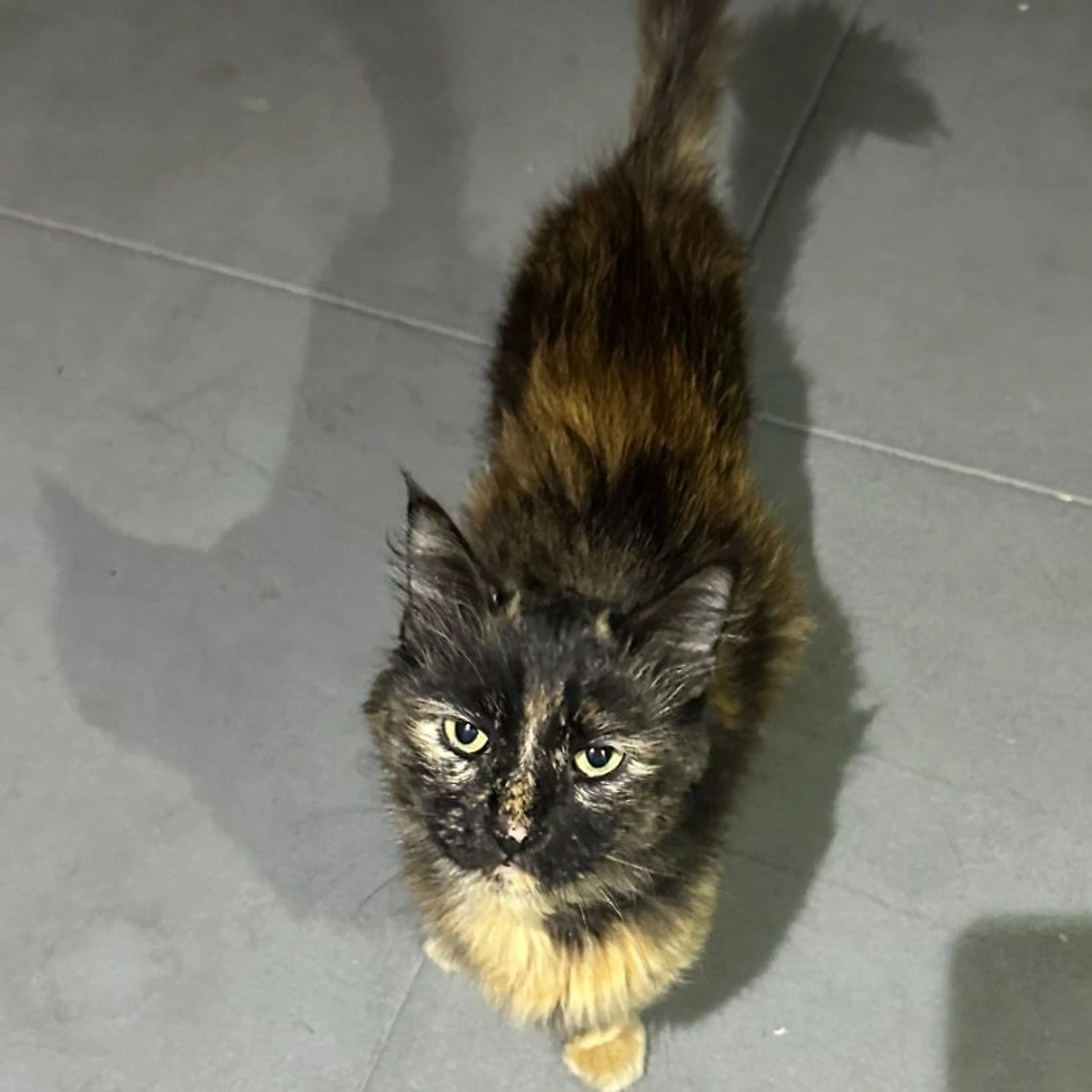 Found pet-0
