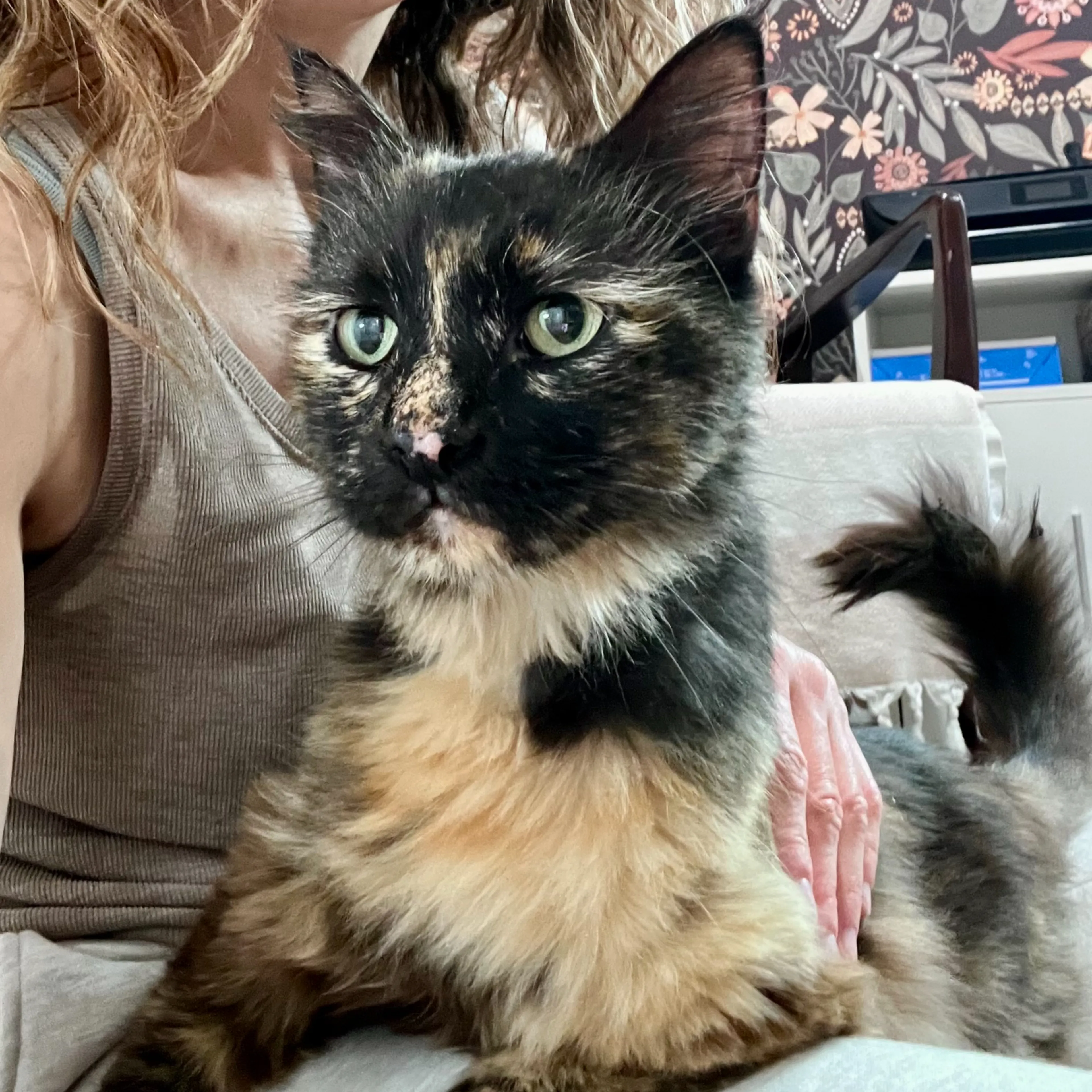 Found pet-2