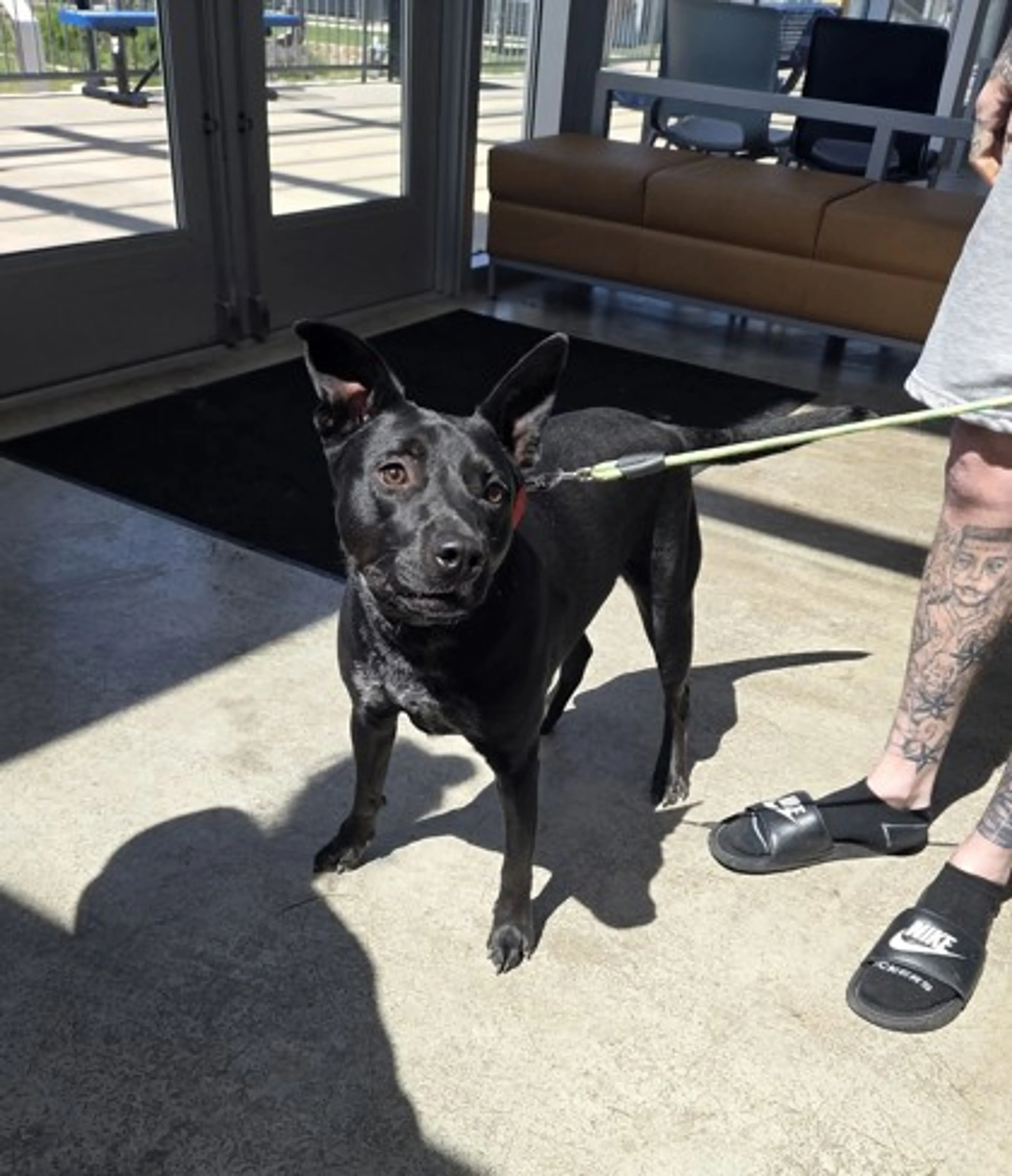 Found pet-1
