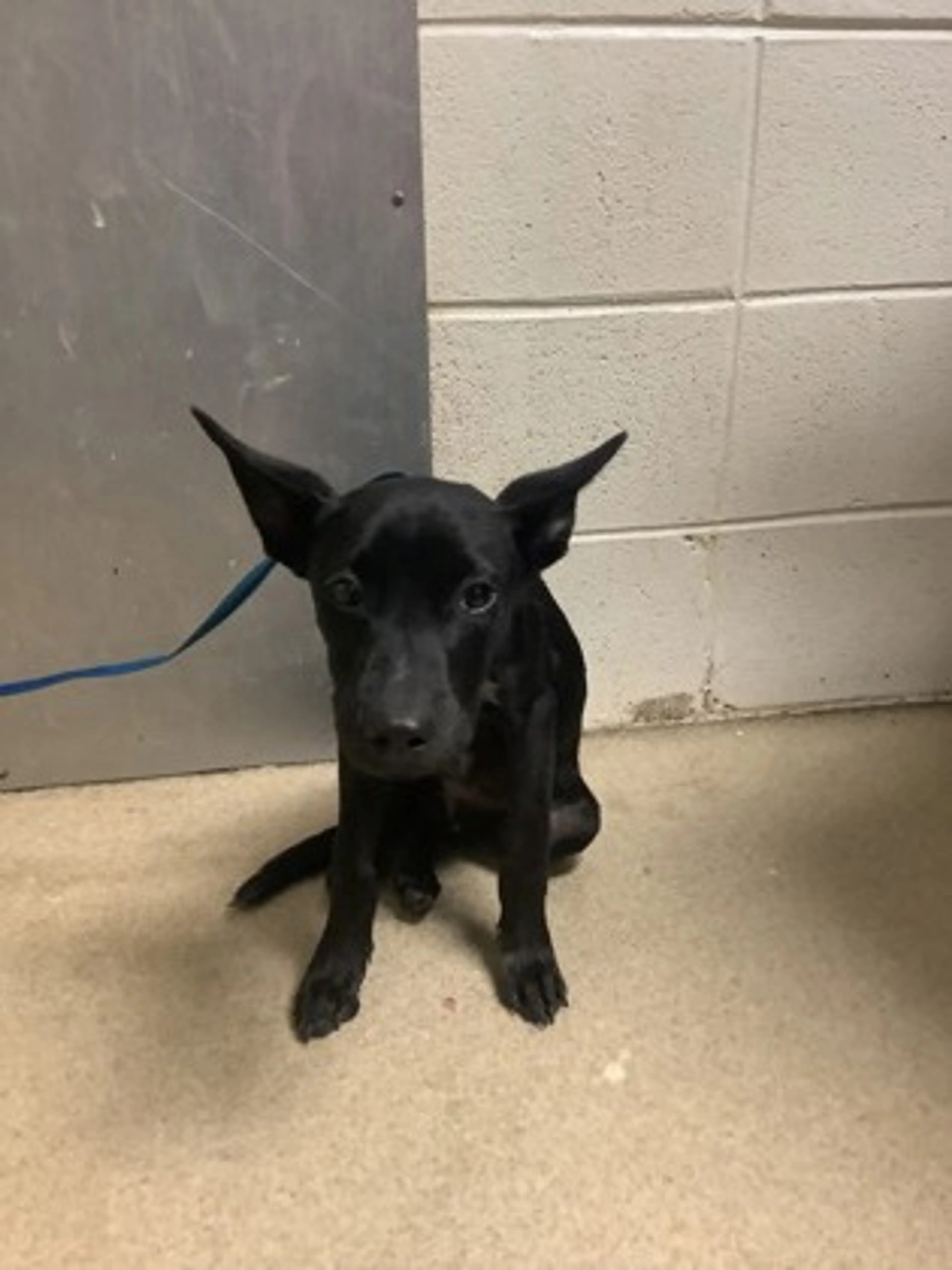 Found pet-2