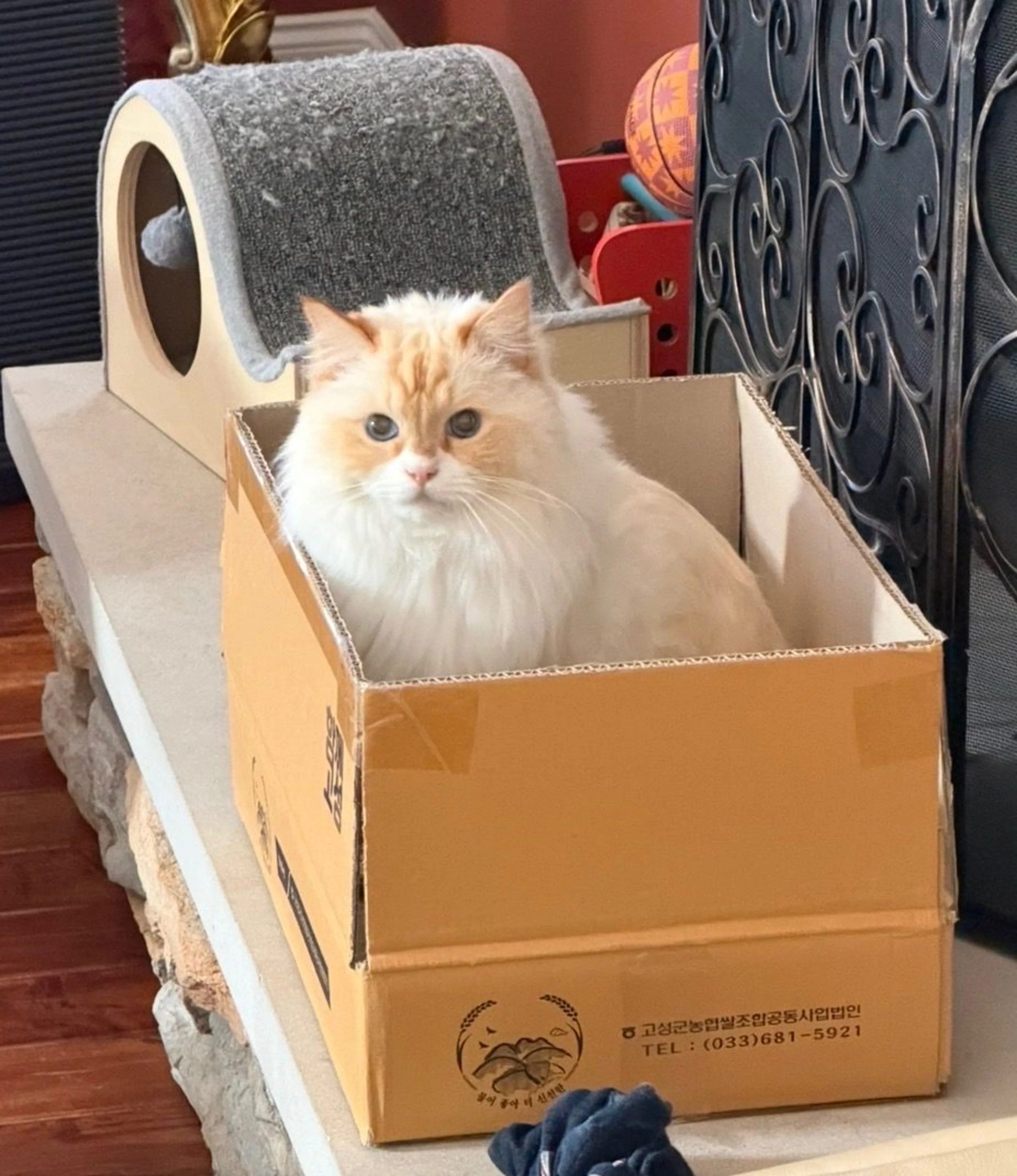 Lost pet