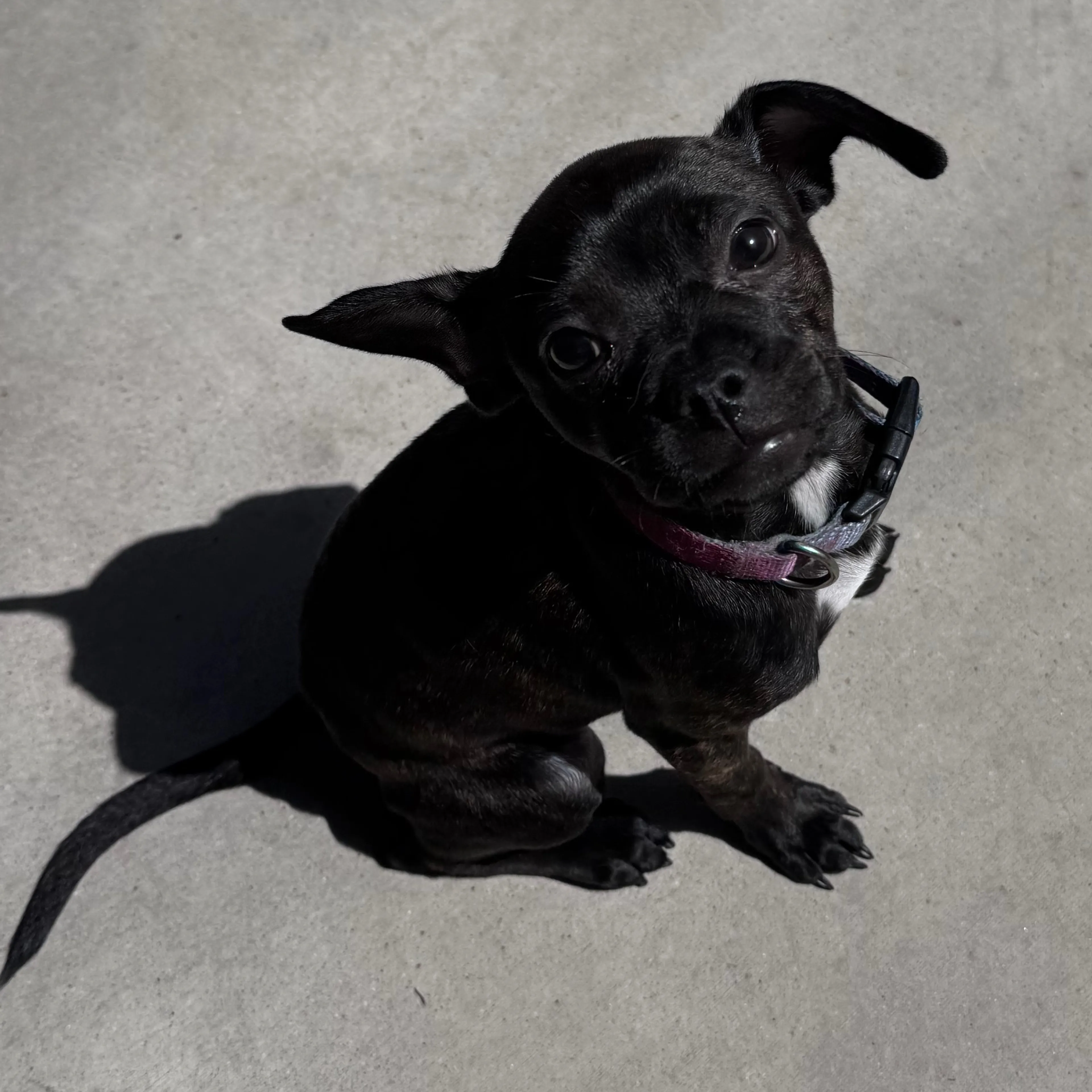 Found pet