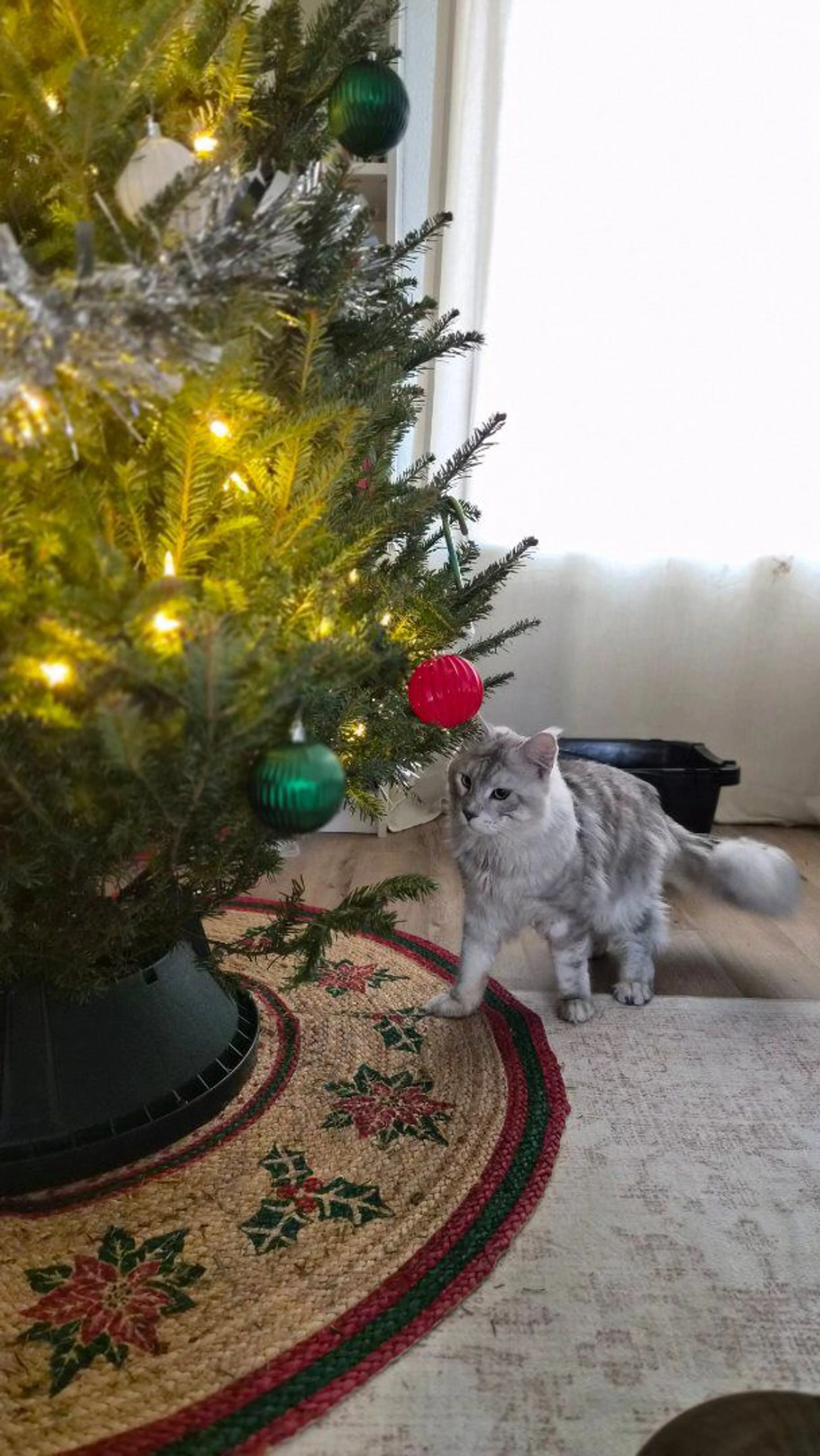 Lost pet-2
