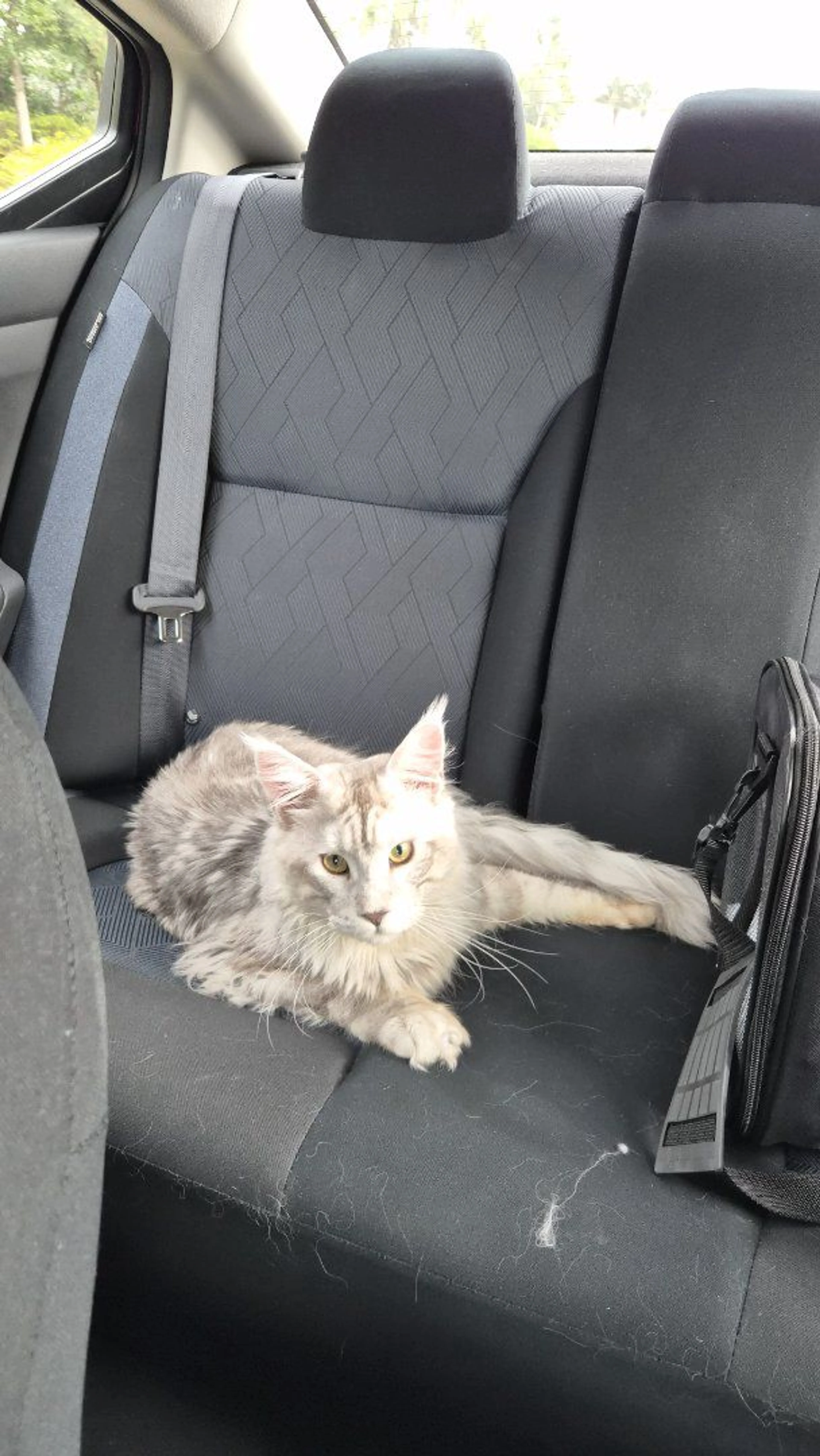 Lost pet-3