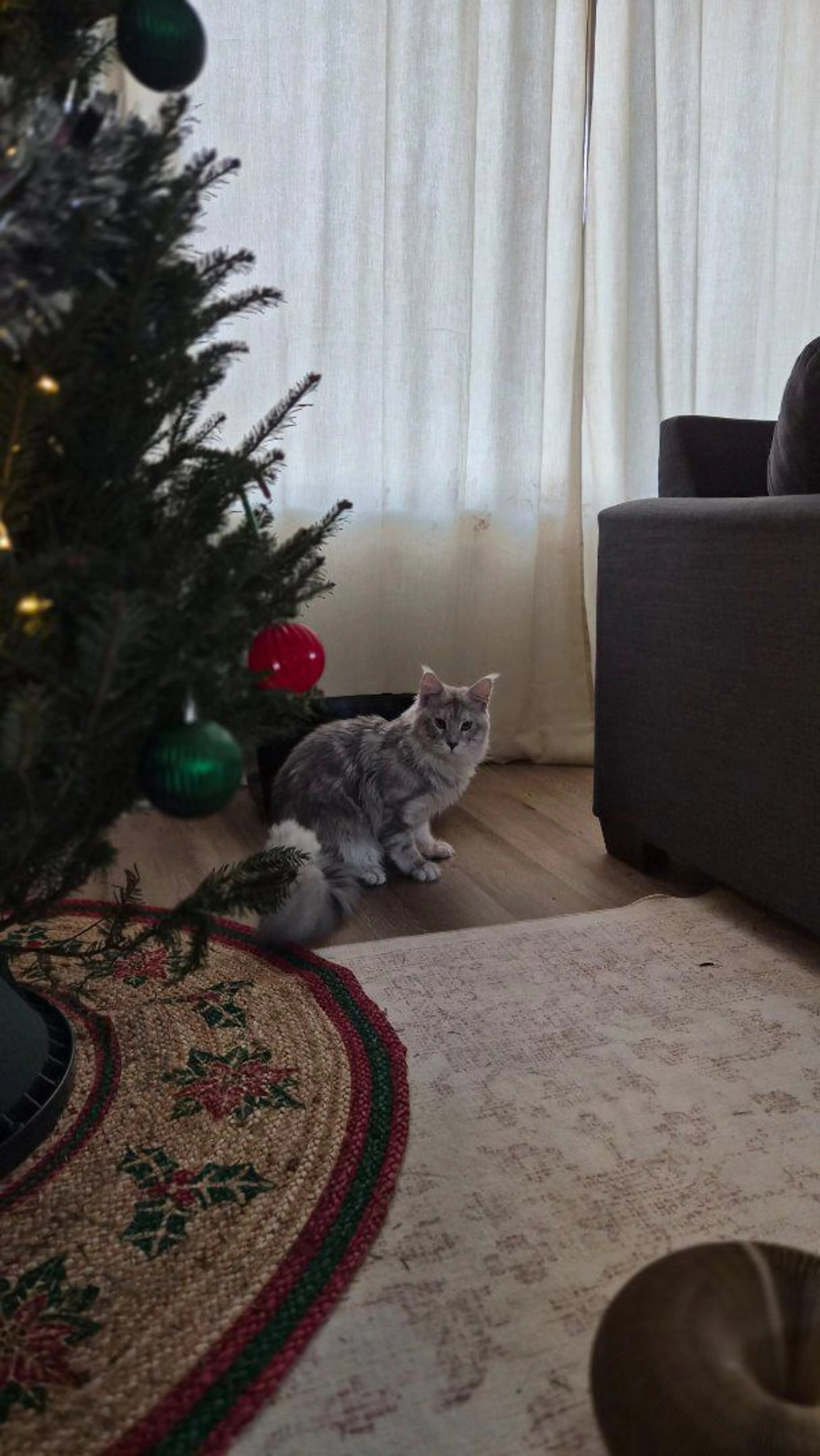 Lost pet-0